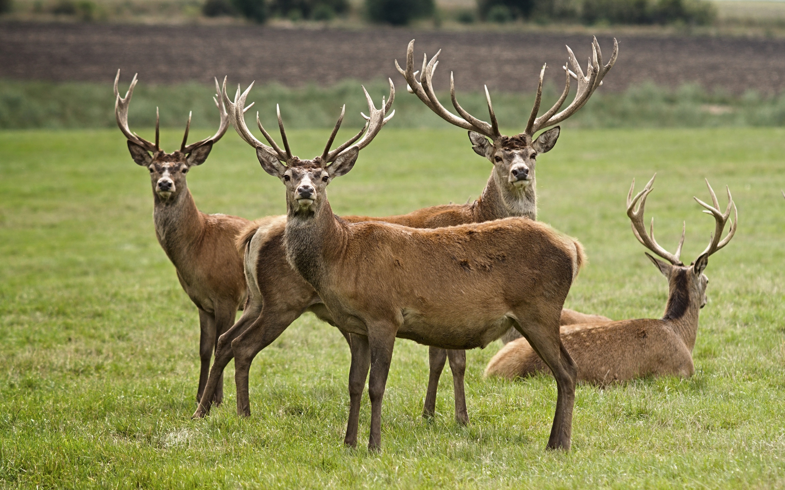 Стадо оленей на зеленой траве 
