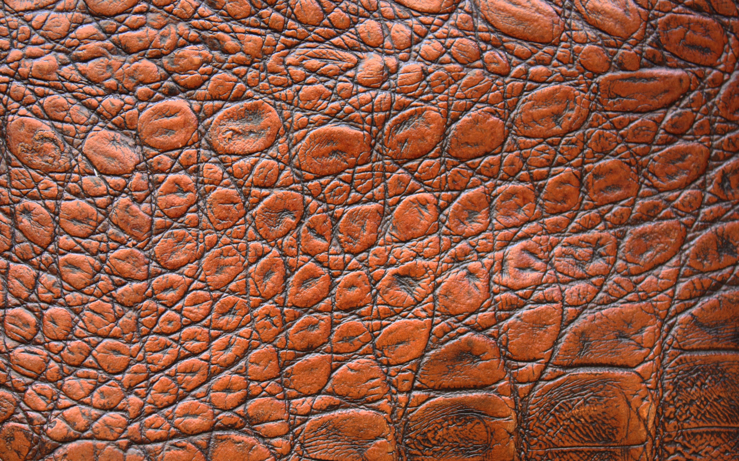 Коричневая кожа крокодила крупным планом, фон