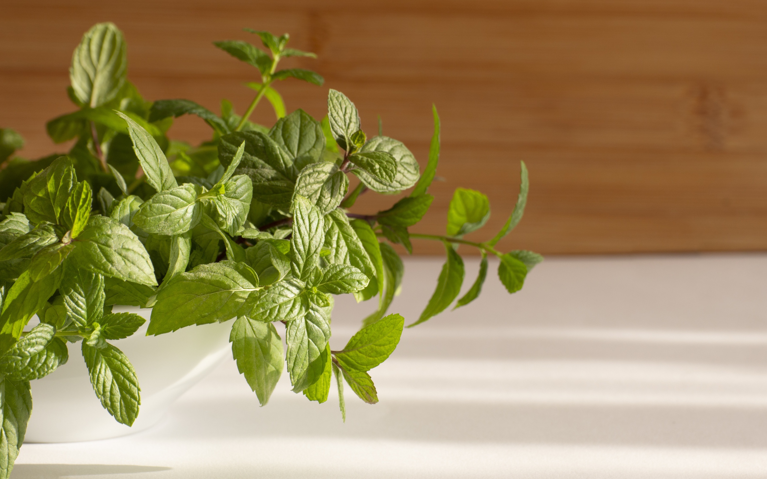 Свежие ароматные зеленые листья мяты