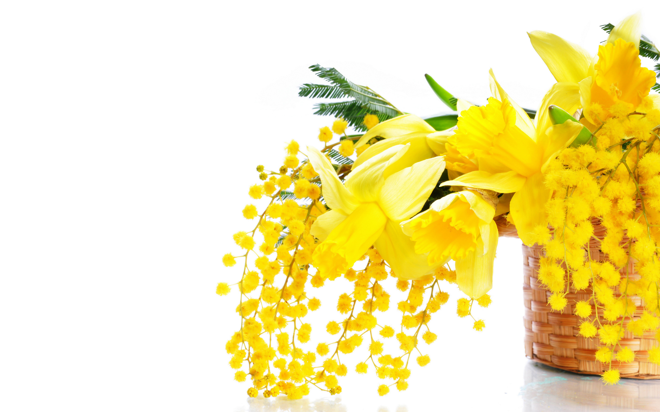 Желтые мимозы и нарциссы в корзине на белом фоне на 8 марта