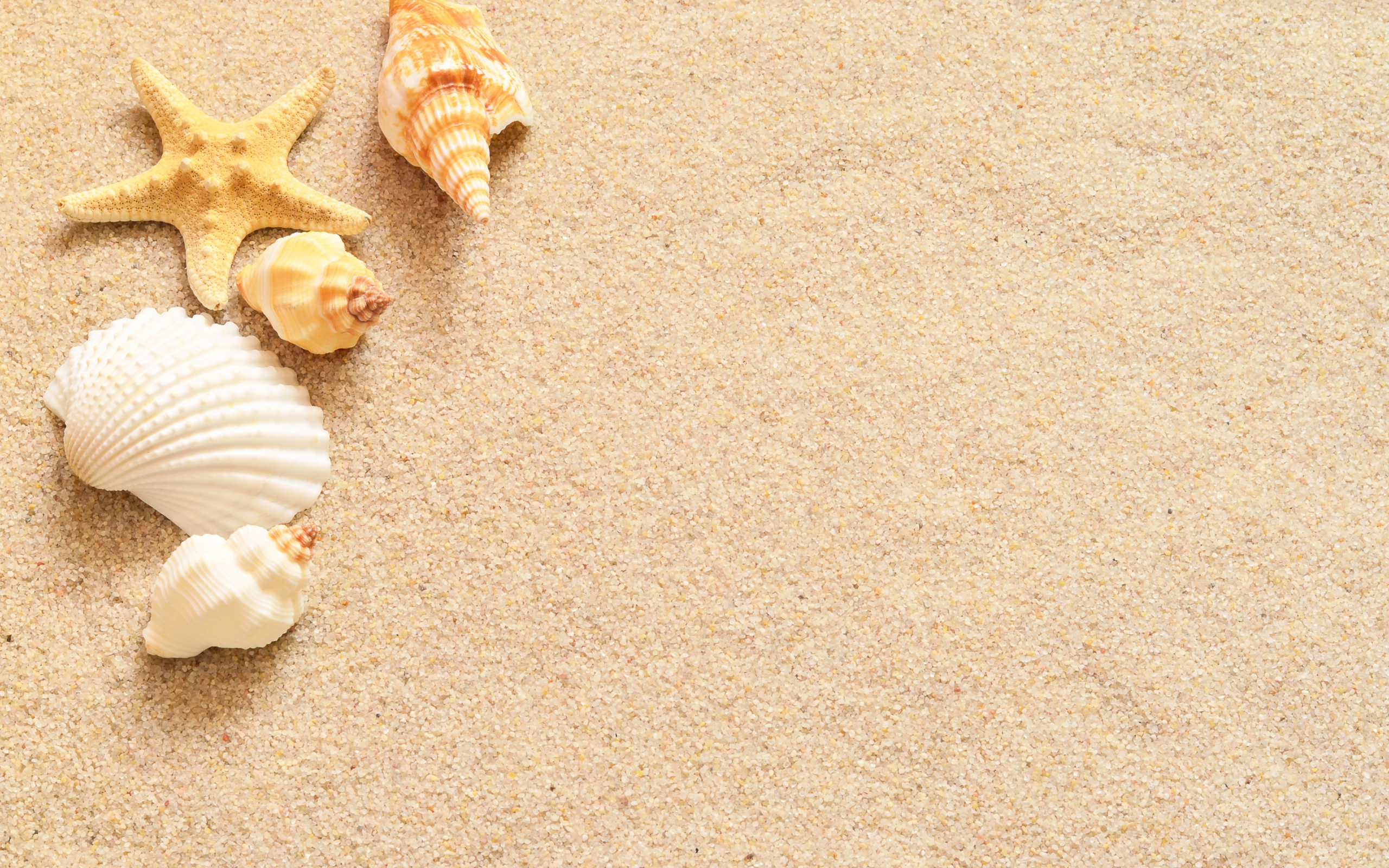 Ракушки и морская звезда лежат на желтом песке