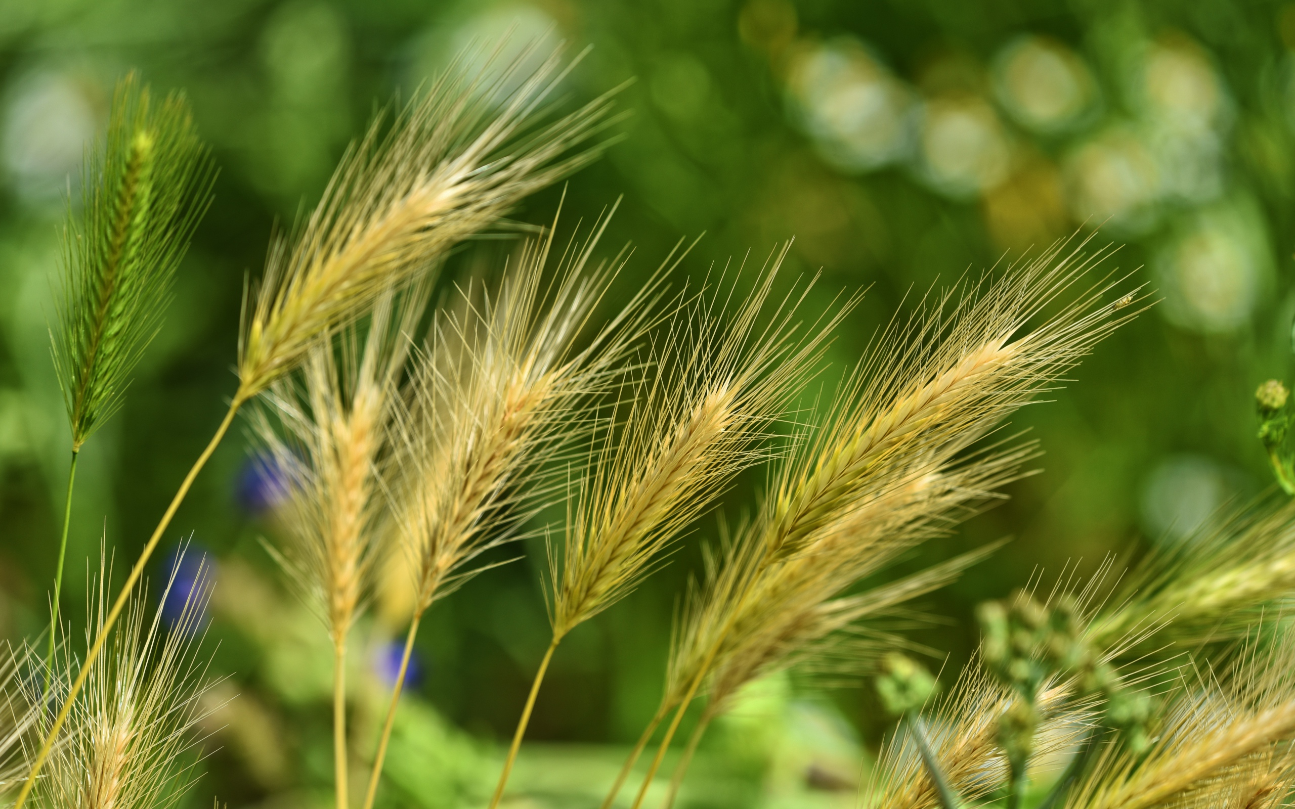 Колосья ячменя на поле крупным планом