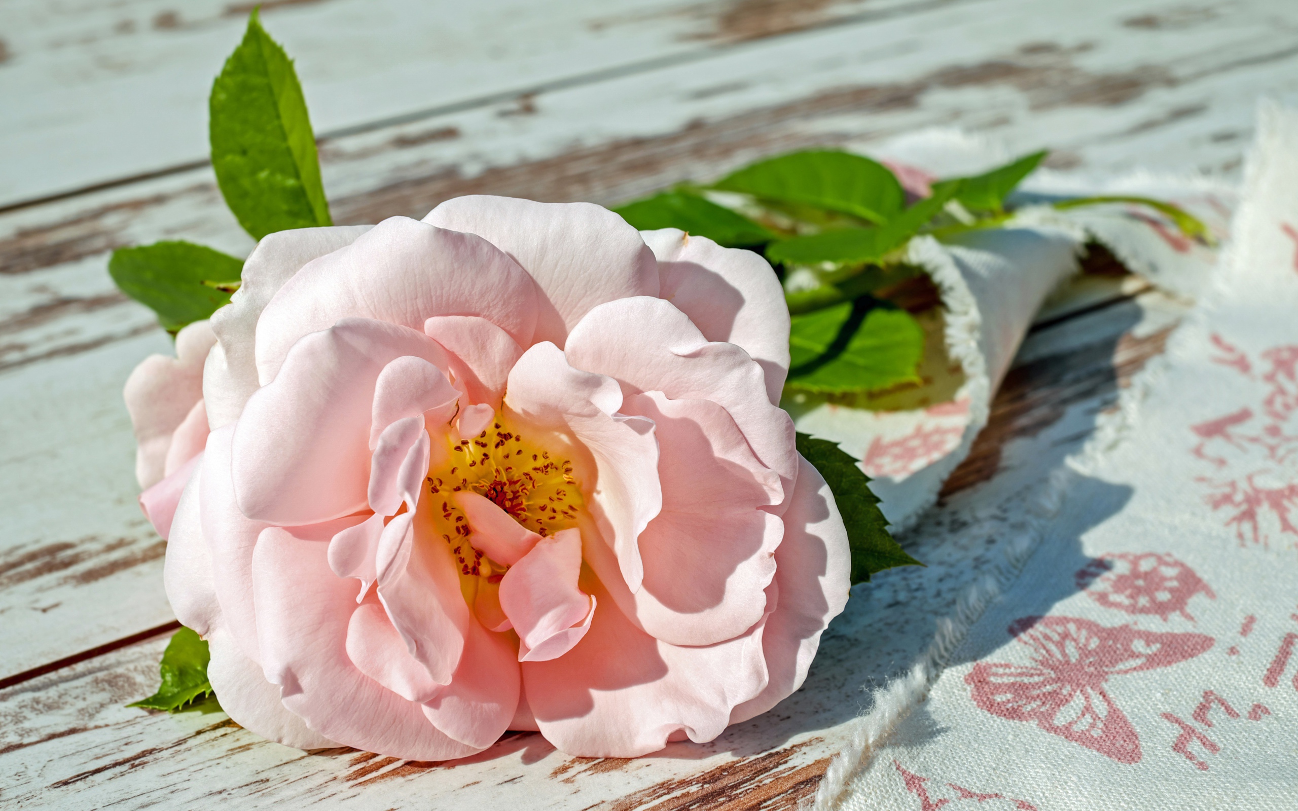 A pink garden rose lies on a bench
