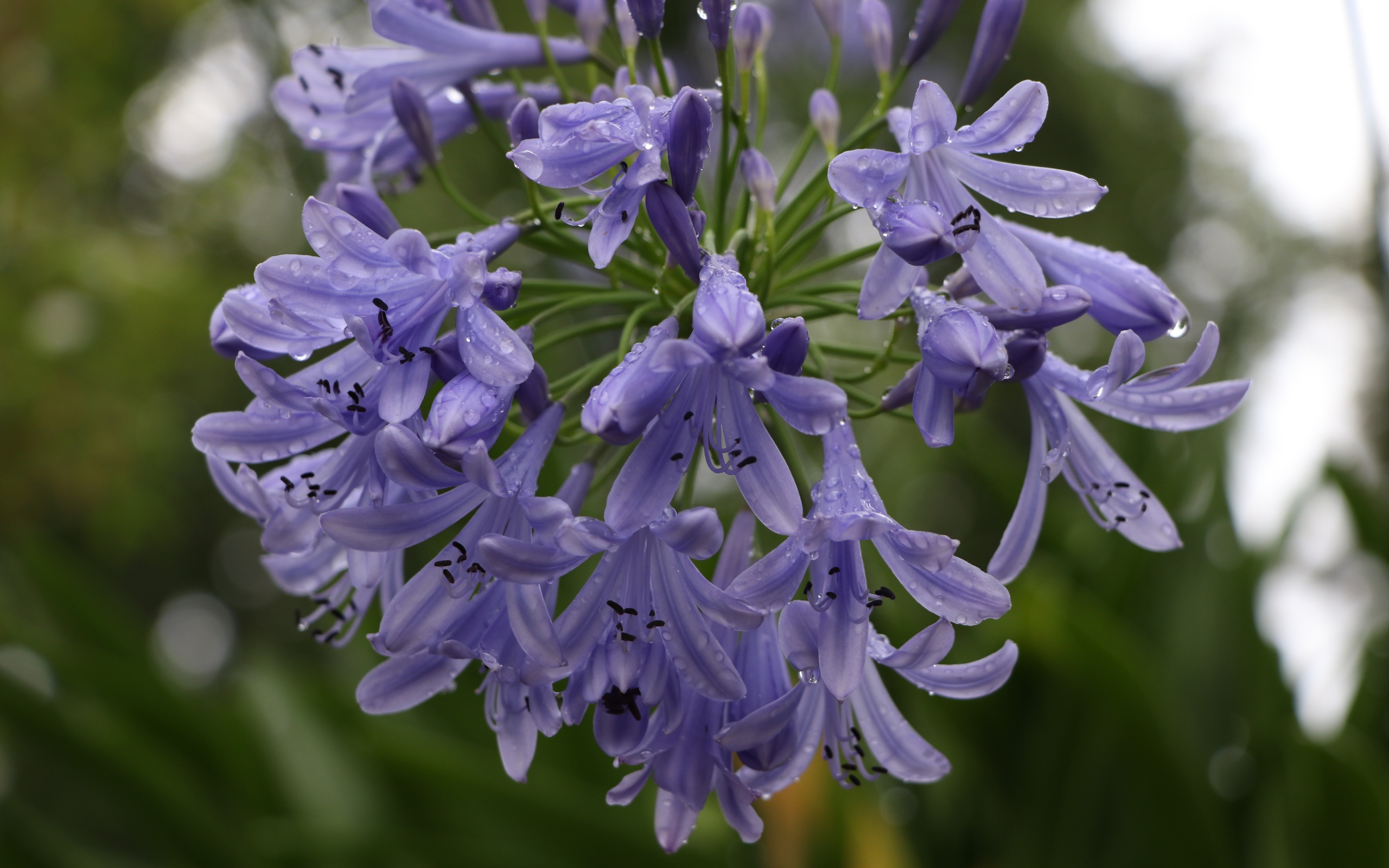 Красивые цветы Агапантус в каплях росы