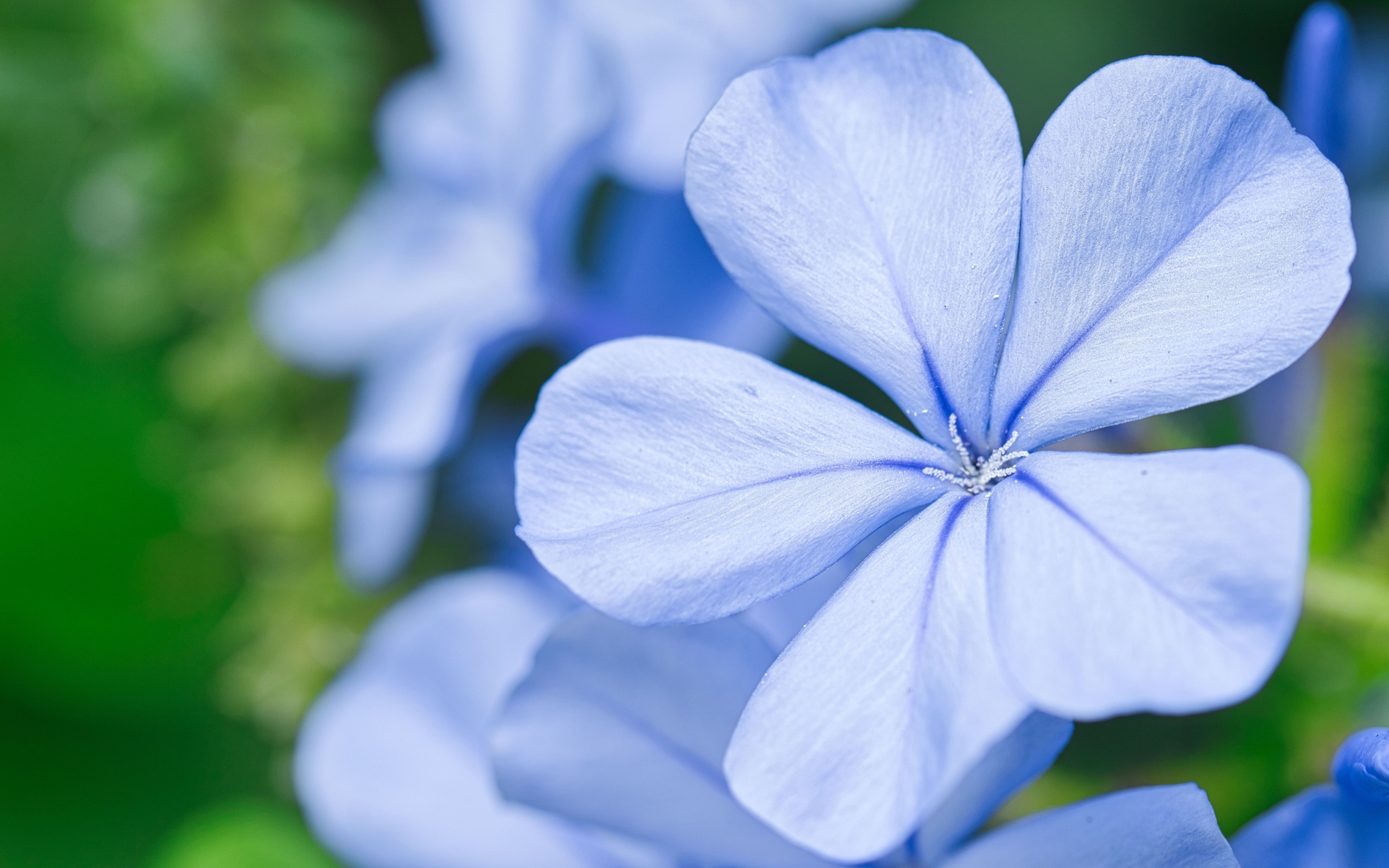 Красивый голубой цветок флокса крупным планом 