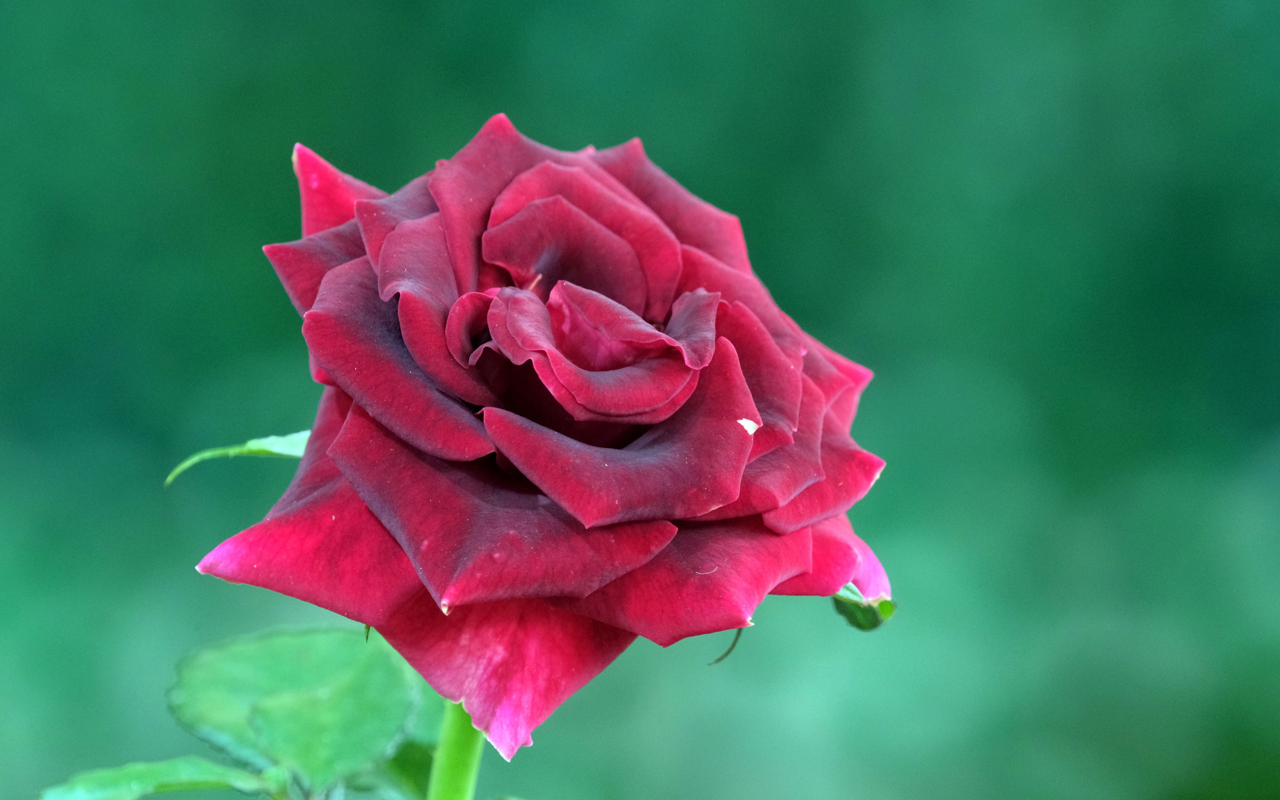 Красивая бордовая роза на зеленом фоне крупным планом