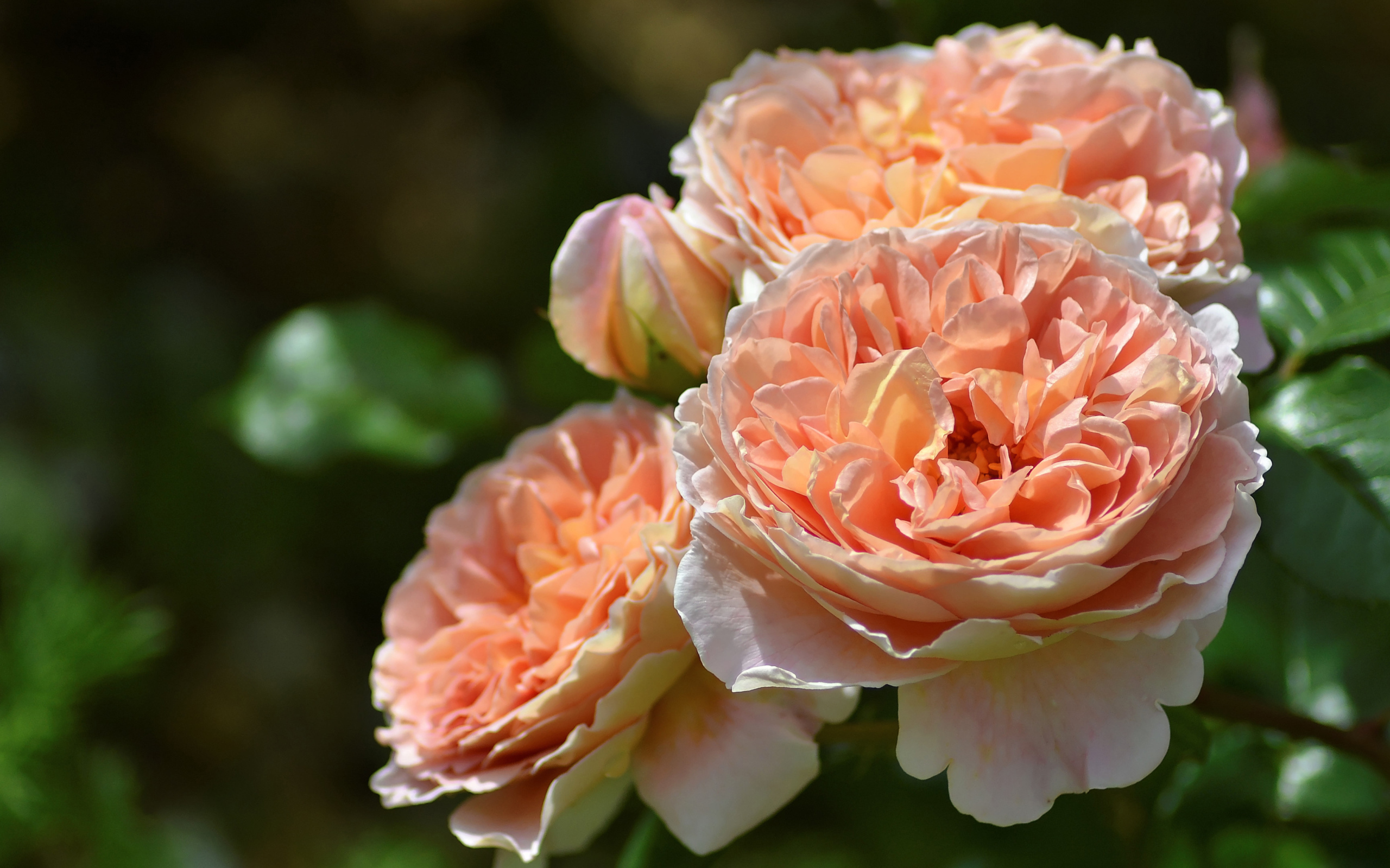 Красивые кремовые цветы парковой розы крупным планом