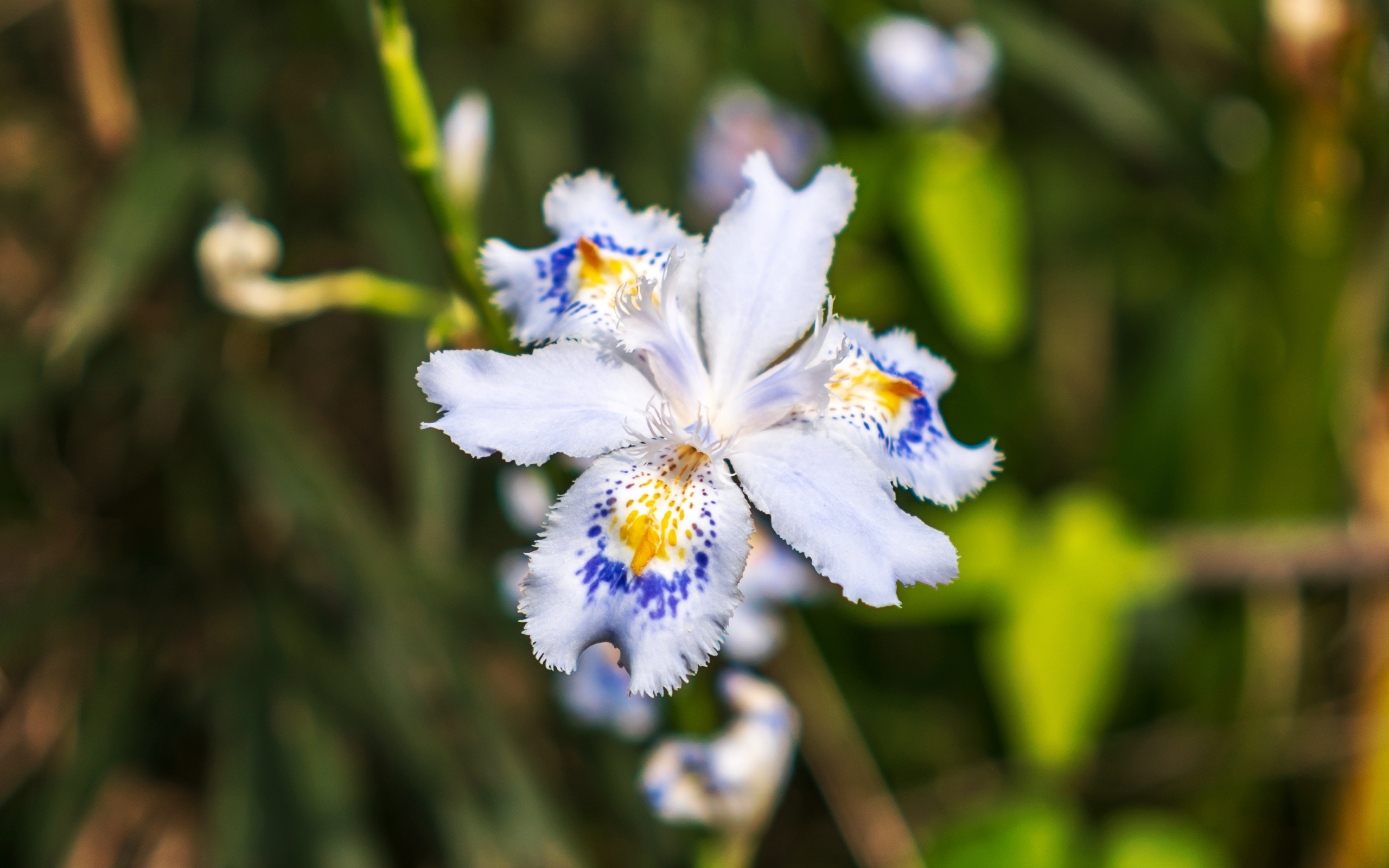 Красивый цветок ириса в лучах солнца на клумбе 