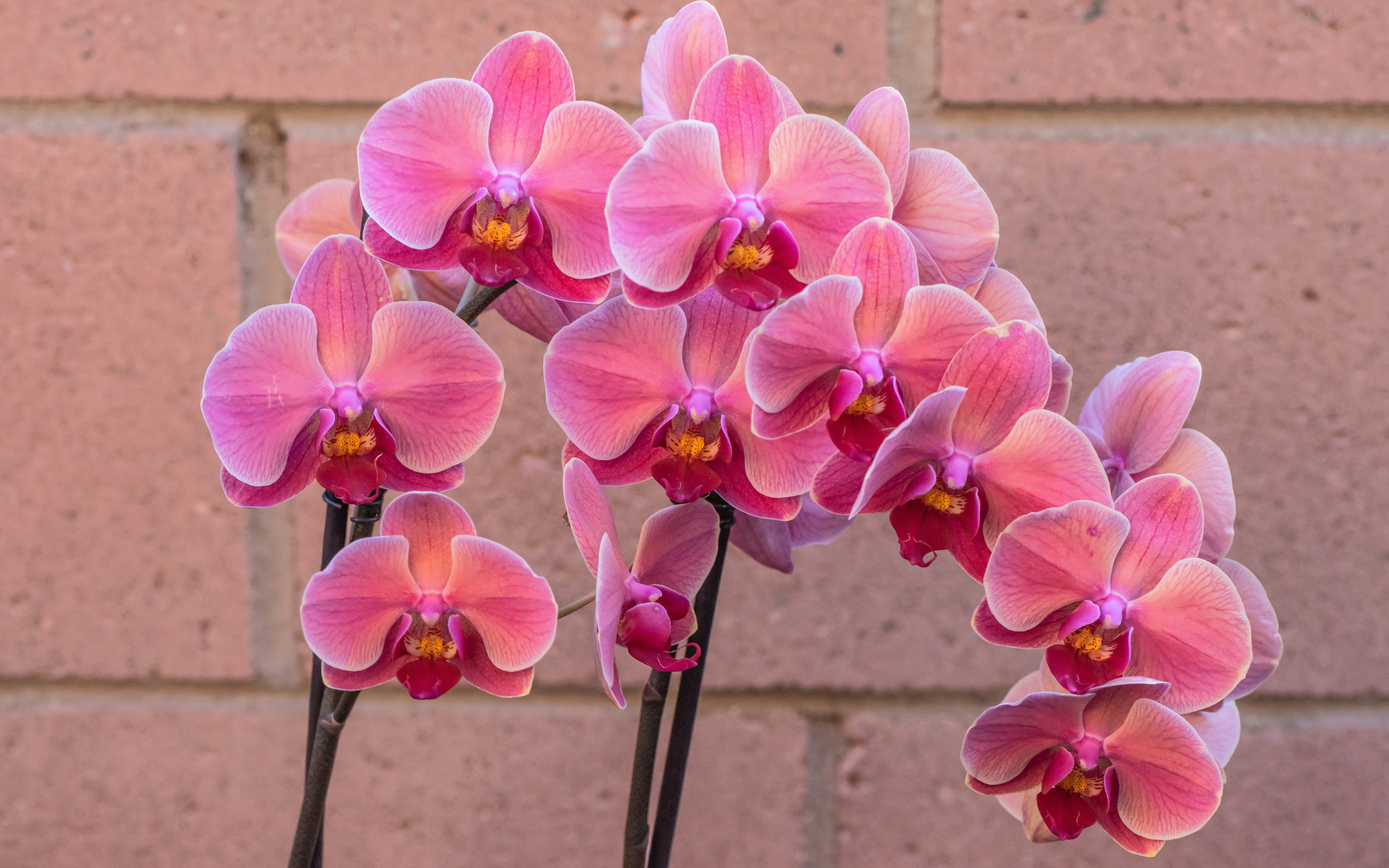 Красивый цветок орхидея с розовыми цветами у стены