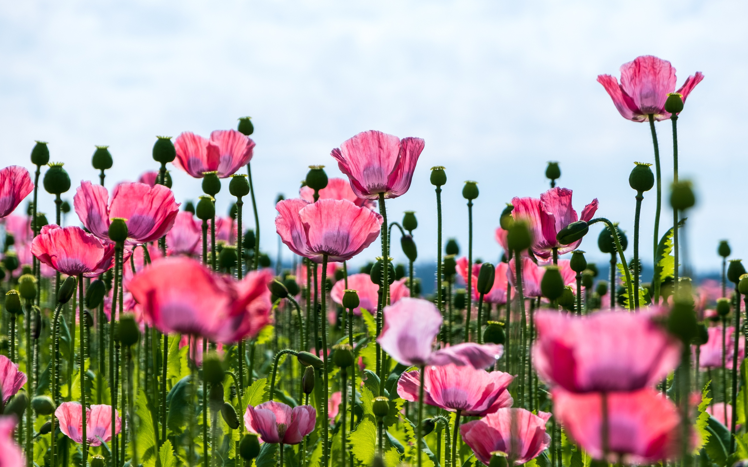 Красивые розовые маки с нежными лепестками 