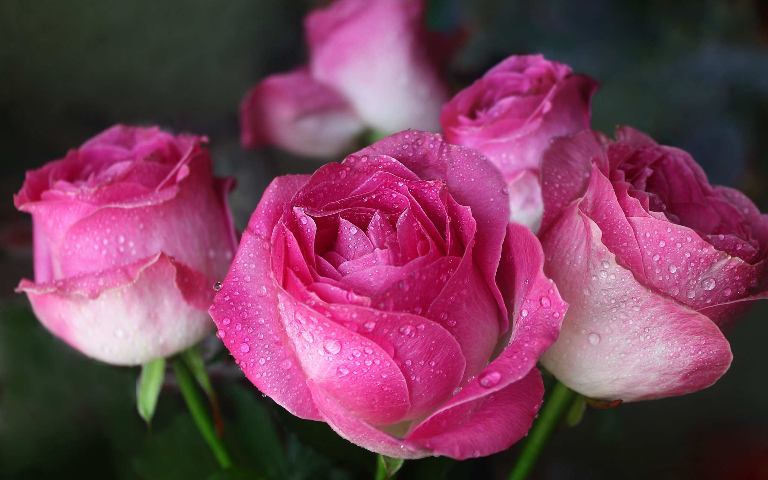 Красивые цветы розы в каплях росы 