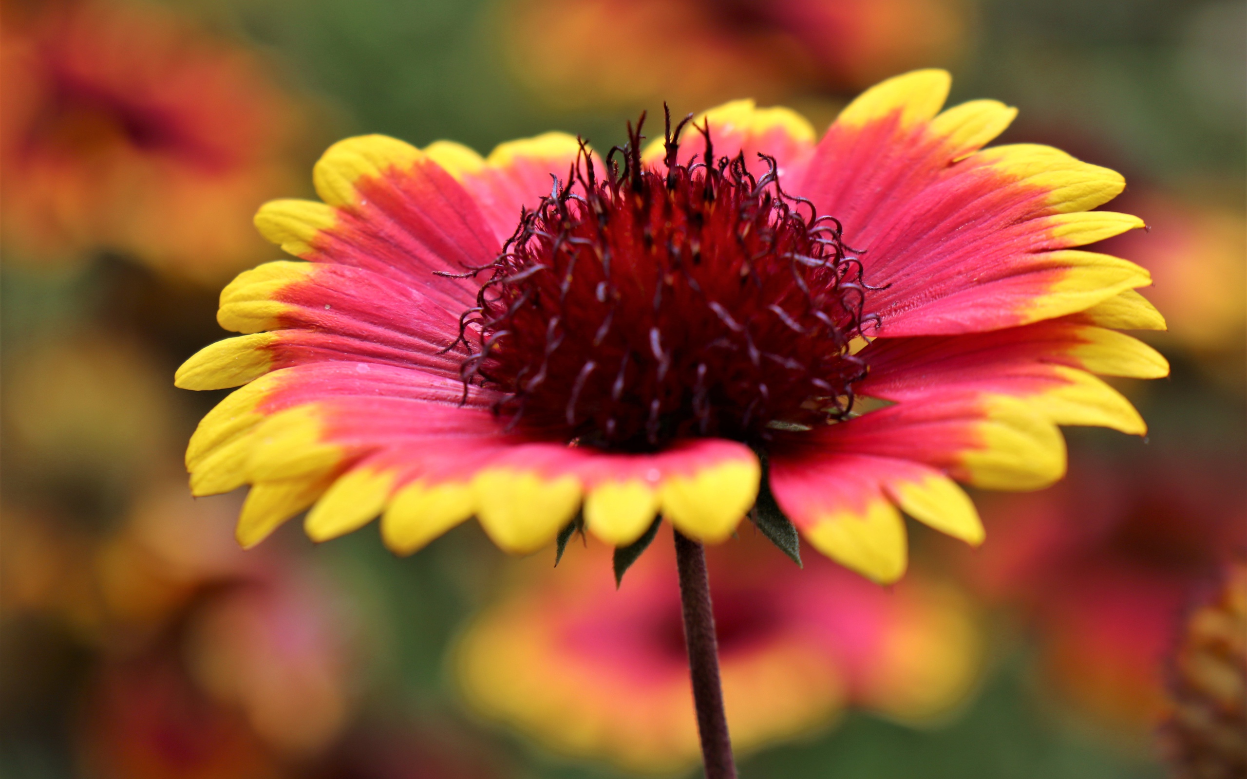 Красивый цветок рудбекия с оранжевыми лепестками