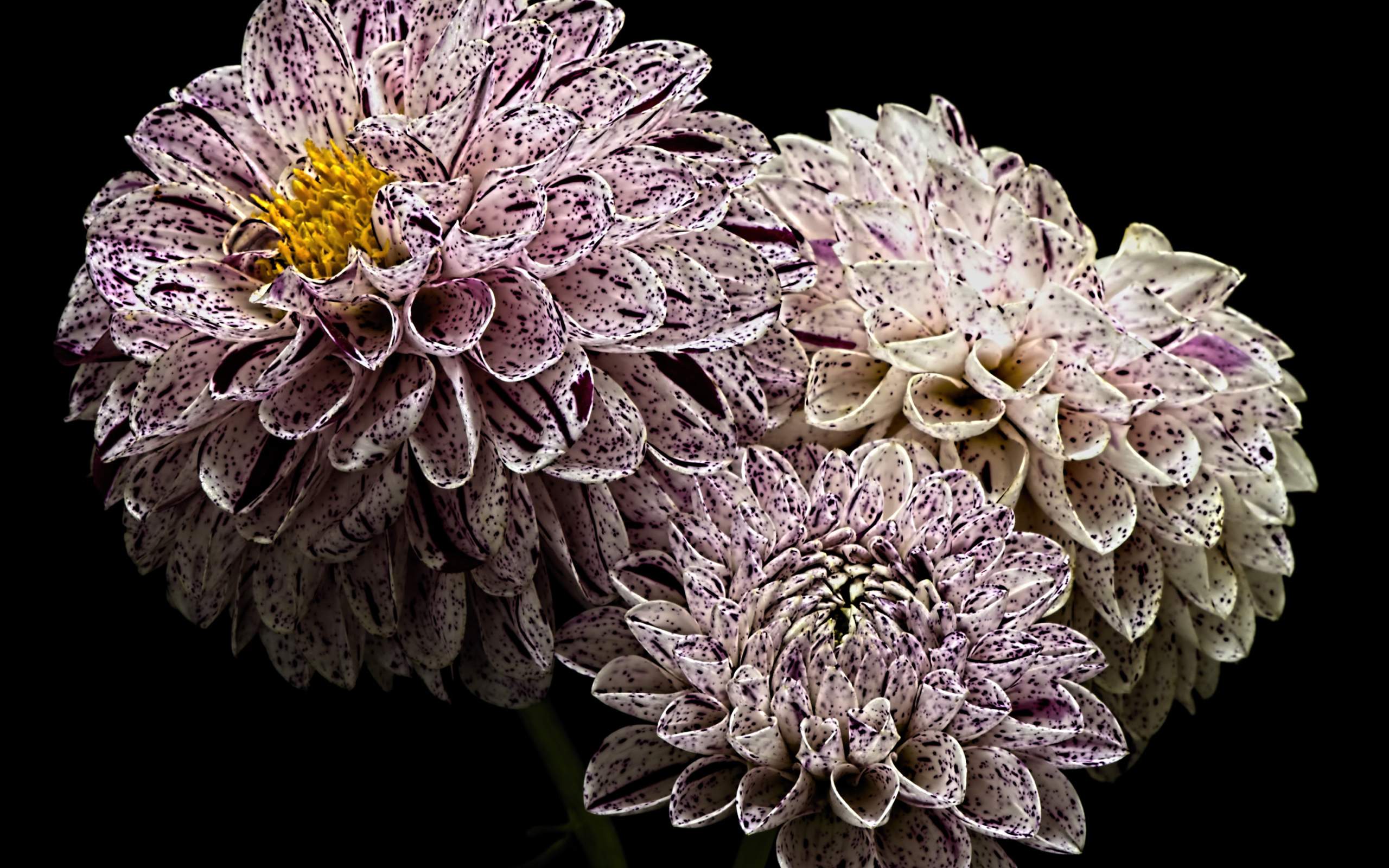 Красивые белые георгины с фиолетовыми брызгами 