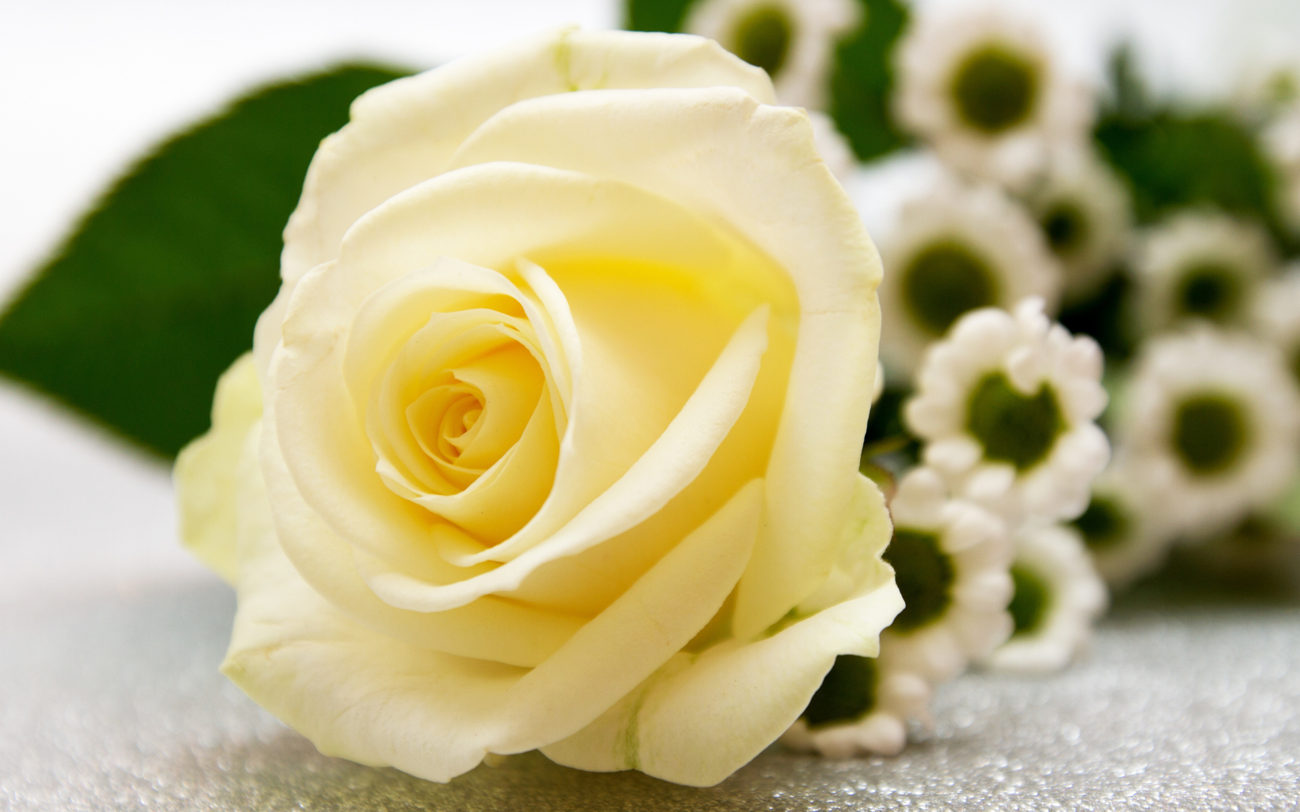 Красивая белая роза лежит на столе