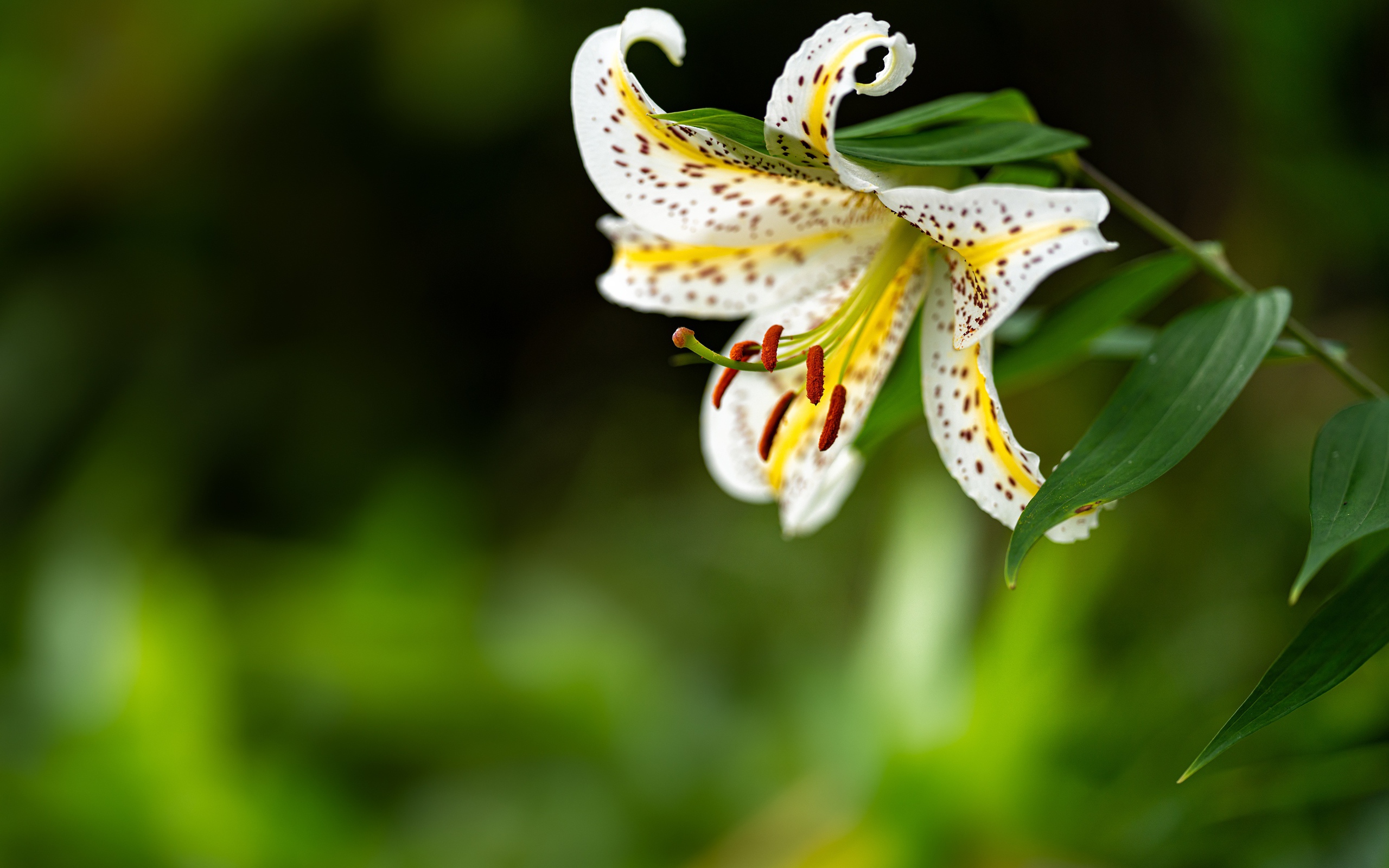 Красивая белая тигровая лилия на клумбе