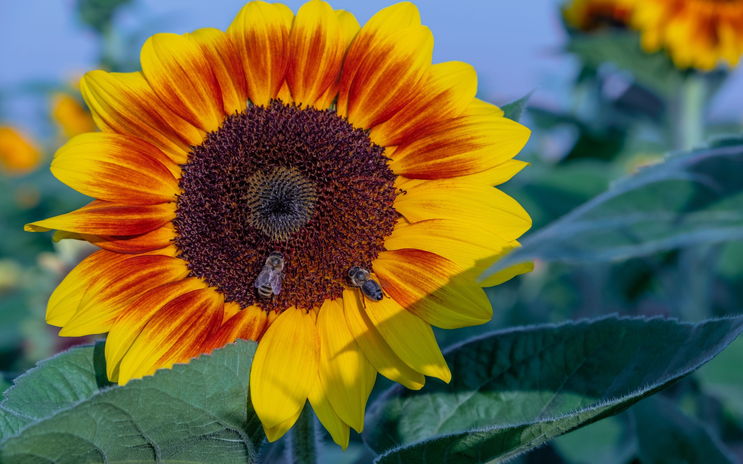 Большой красивый цветок подсолнуха с пчелами