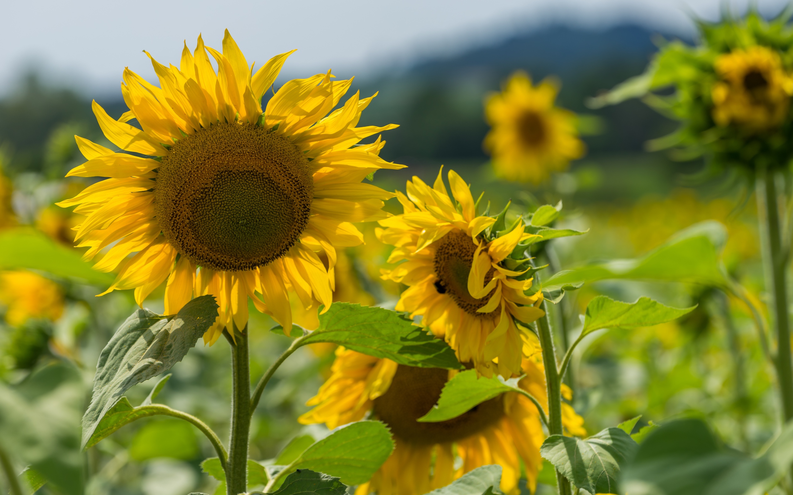 Цветущие желтые подсолнухи с зелеными листьями на поле