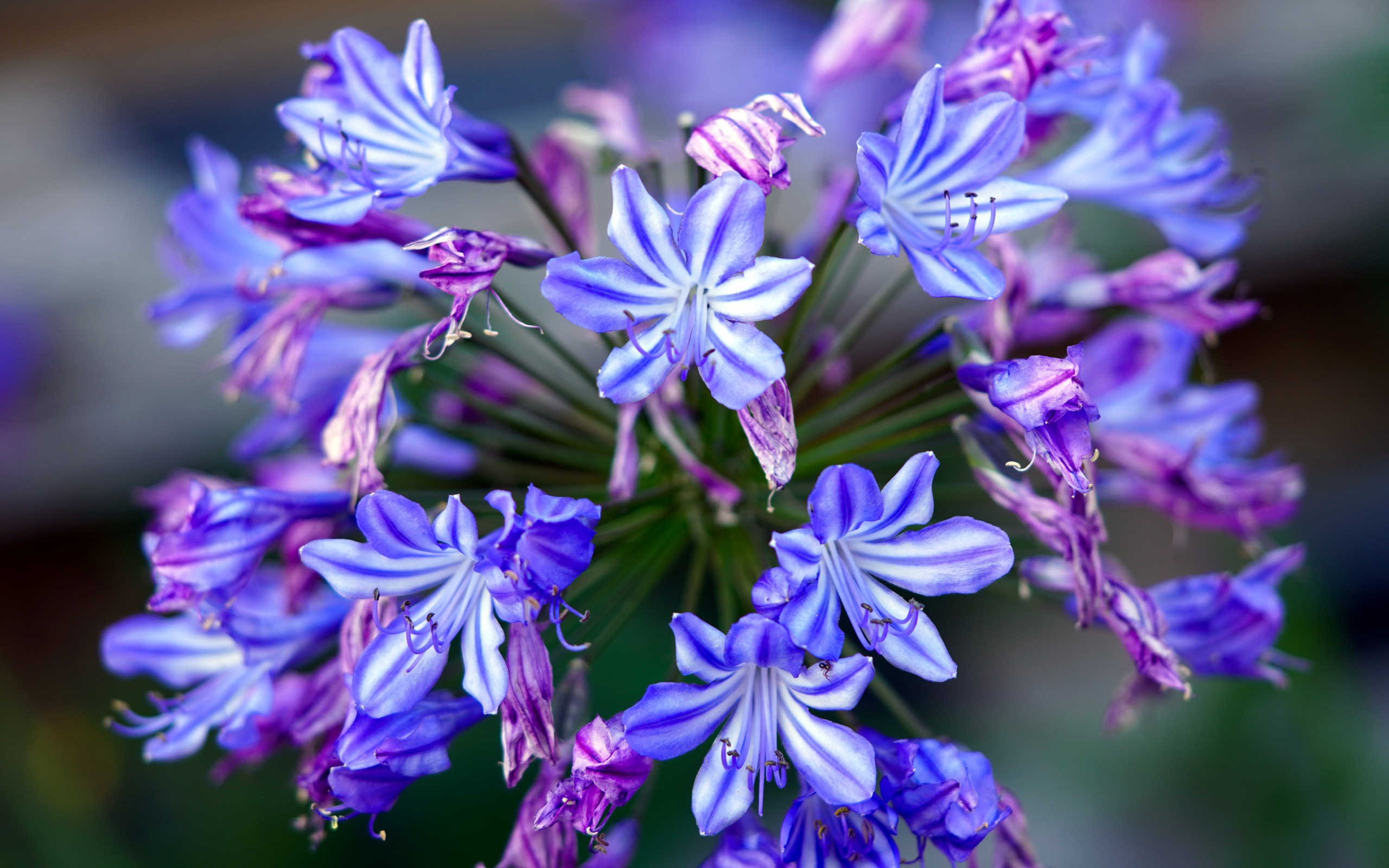 Голубые цветы агапантус крупным планом 