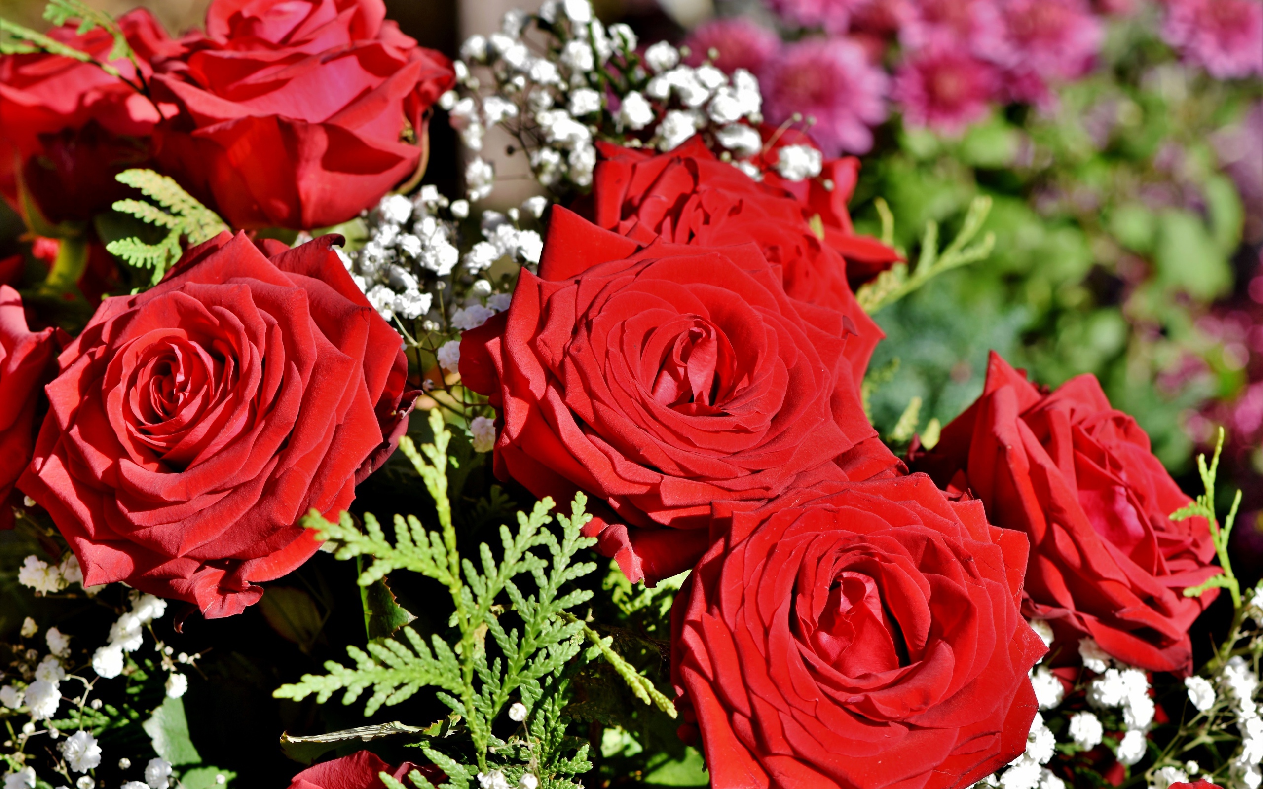 Букет алых роз с цветами гипсофилы 