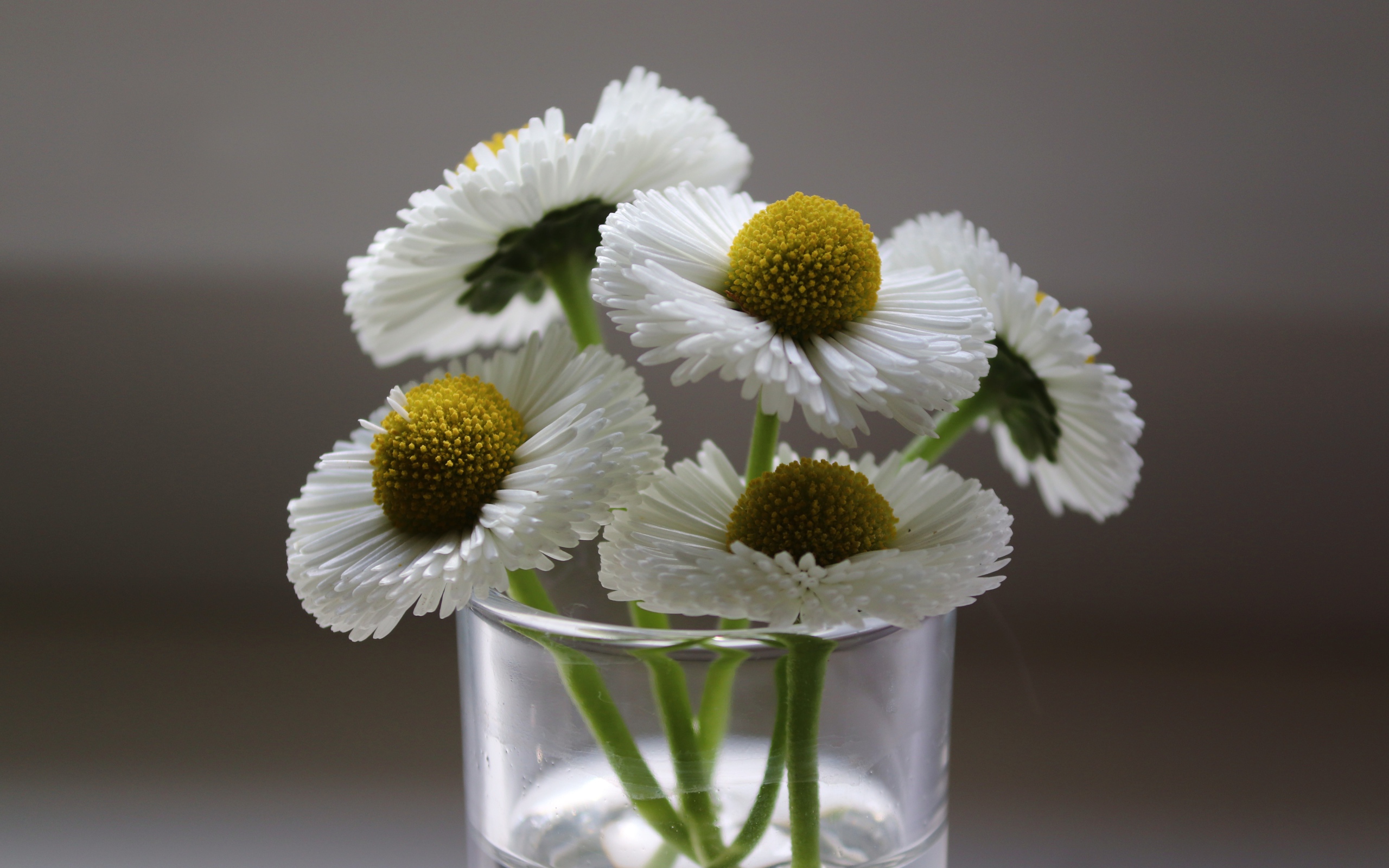 Букет белых маргариток в вазе на сером фоне 