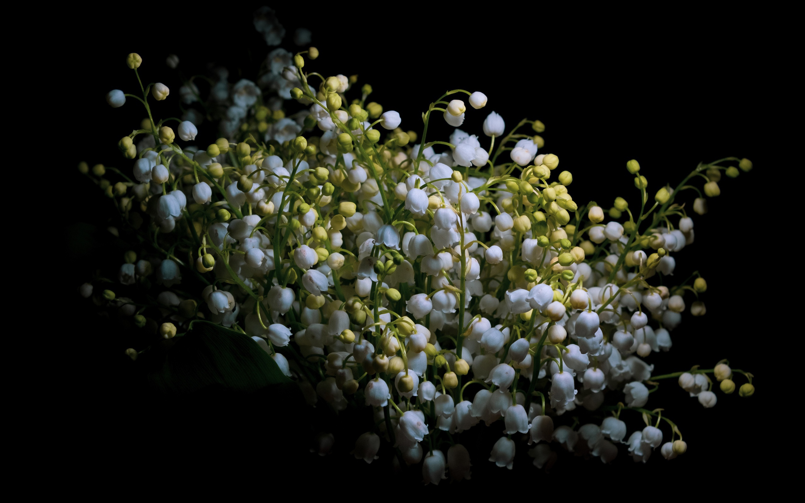 Букет белых цветов ландыша на черном фоне