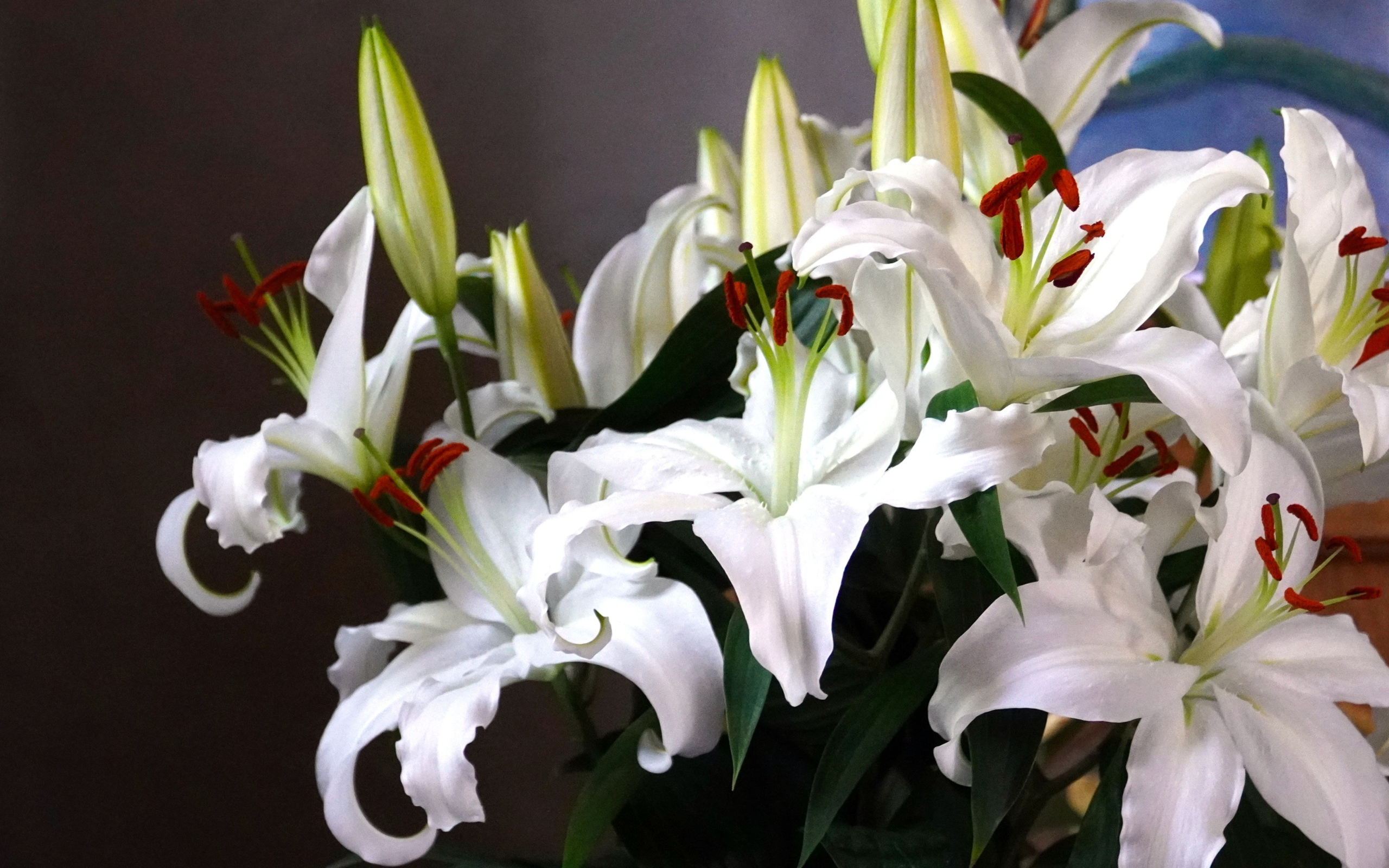 Нежный букет белых лилий с бутонами