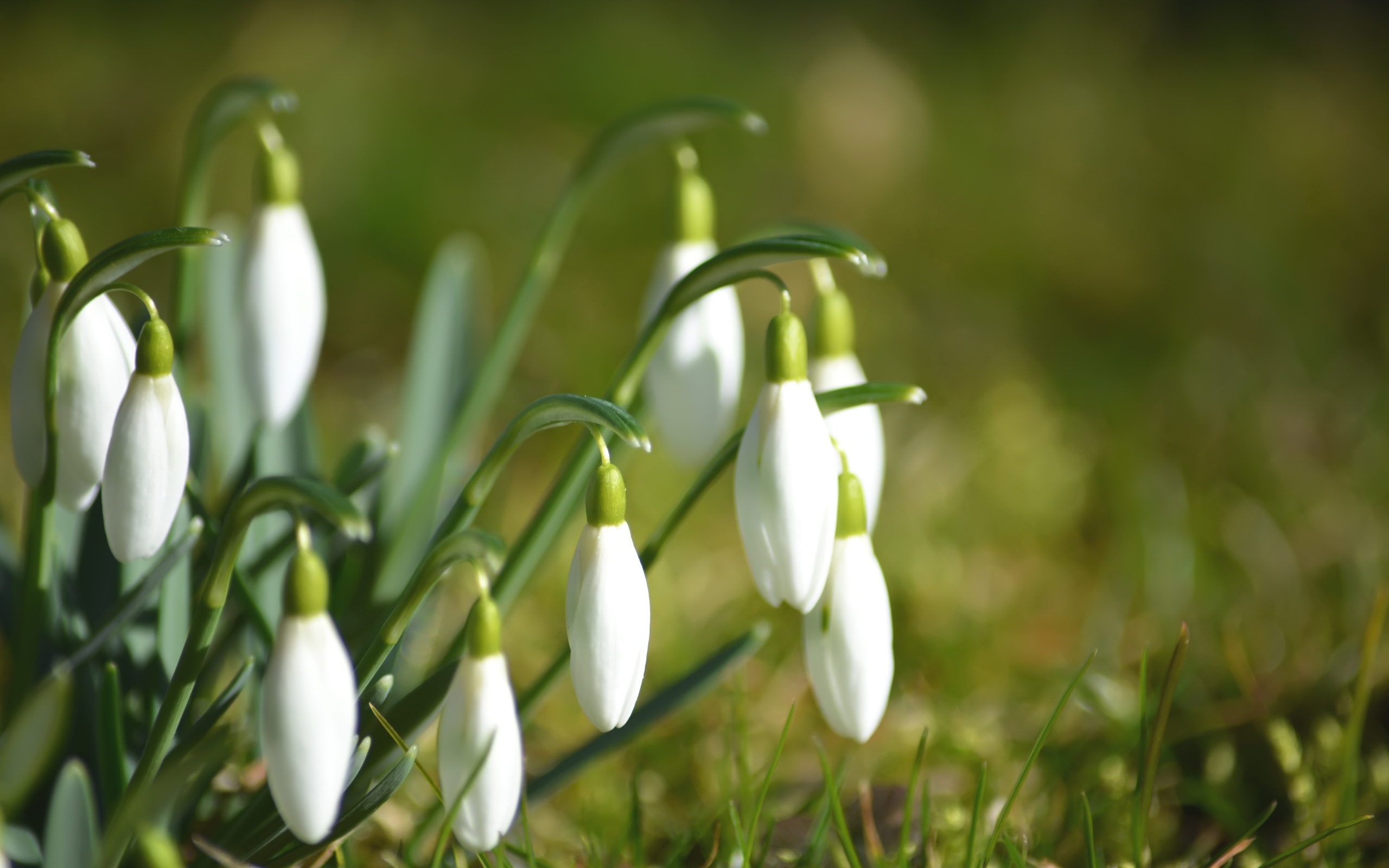 Нежные белые цветы подснежники в зеленой траве