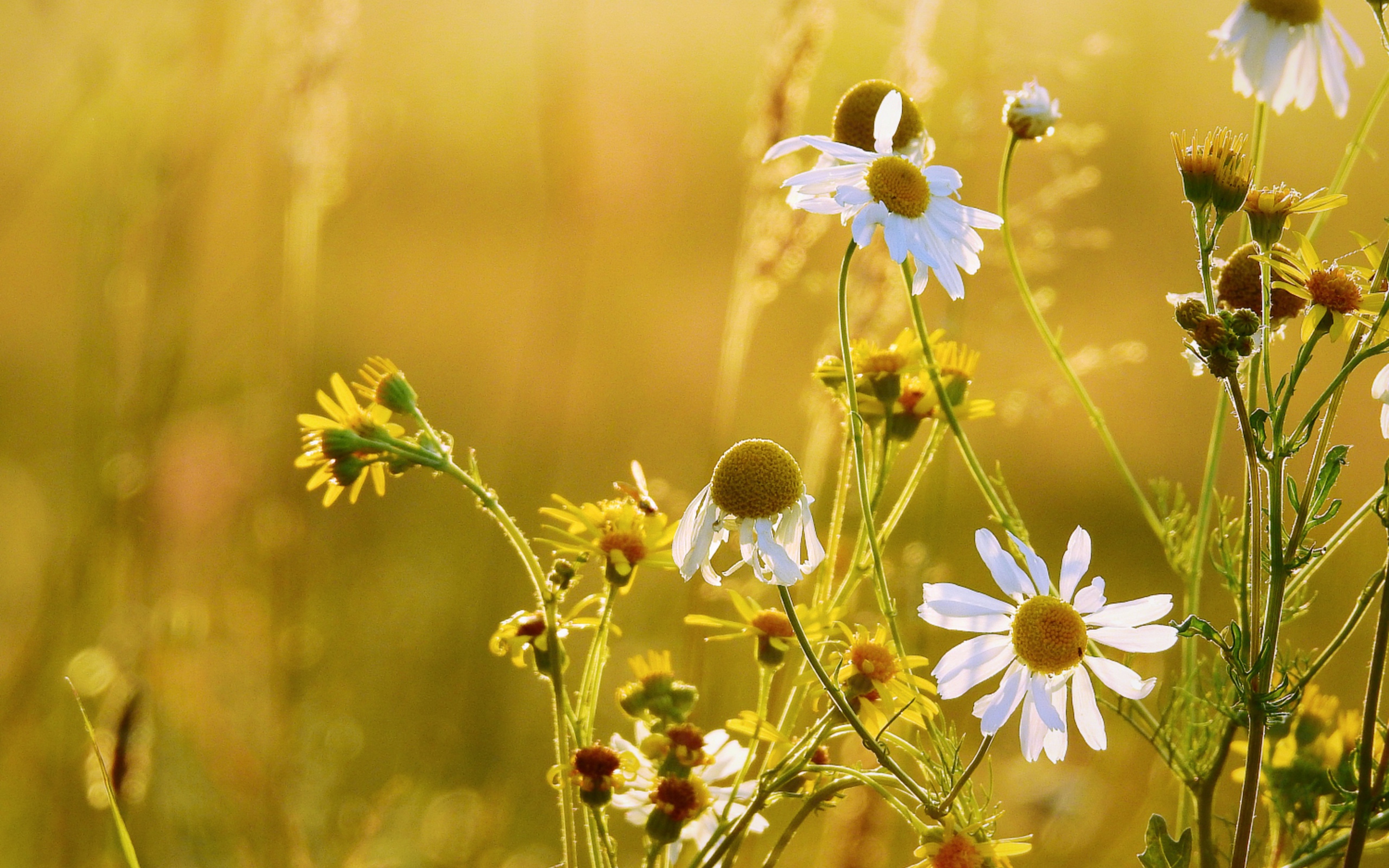 Полевые ромашки и желтые цветы на поле 