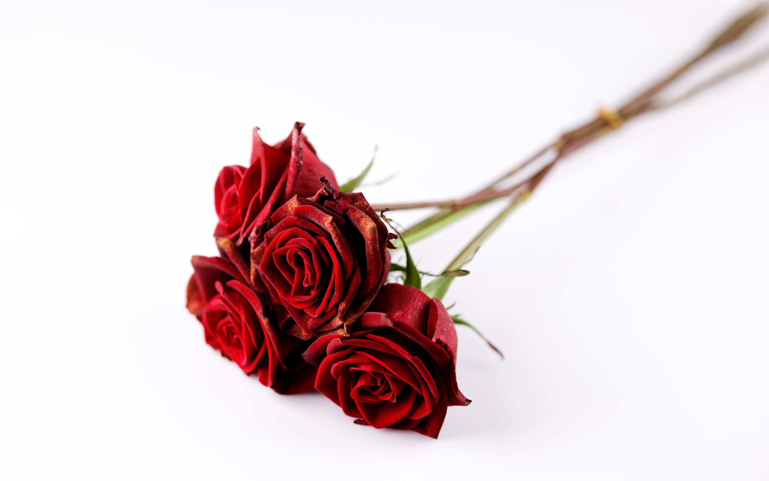 Пять красных роз без шипов на белом фоне 