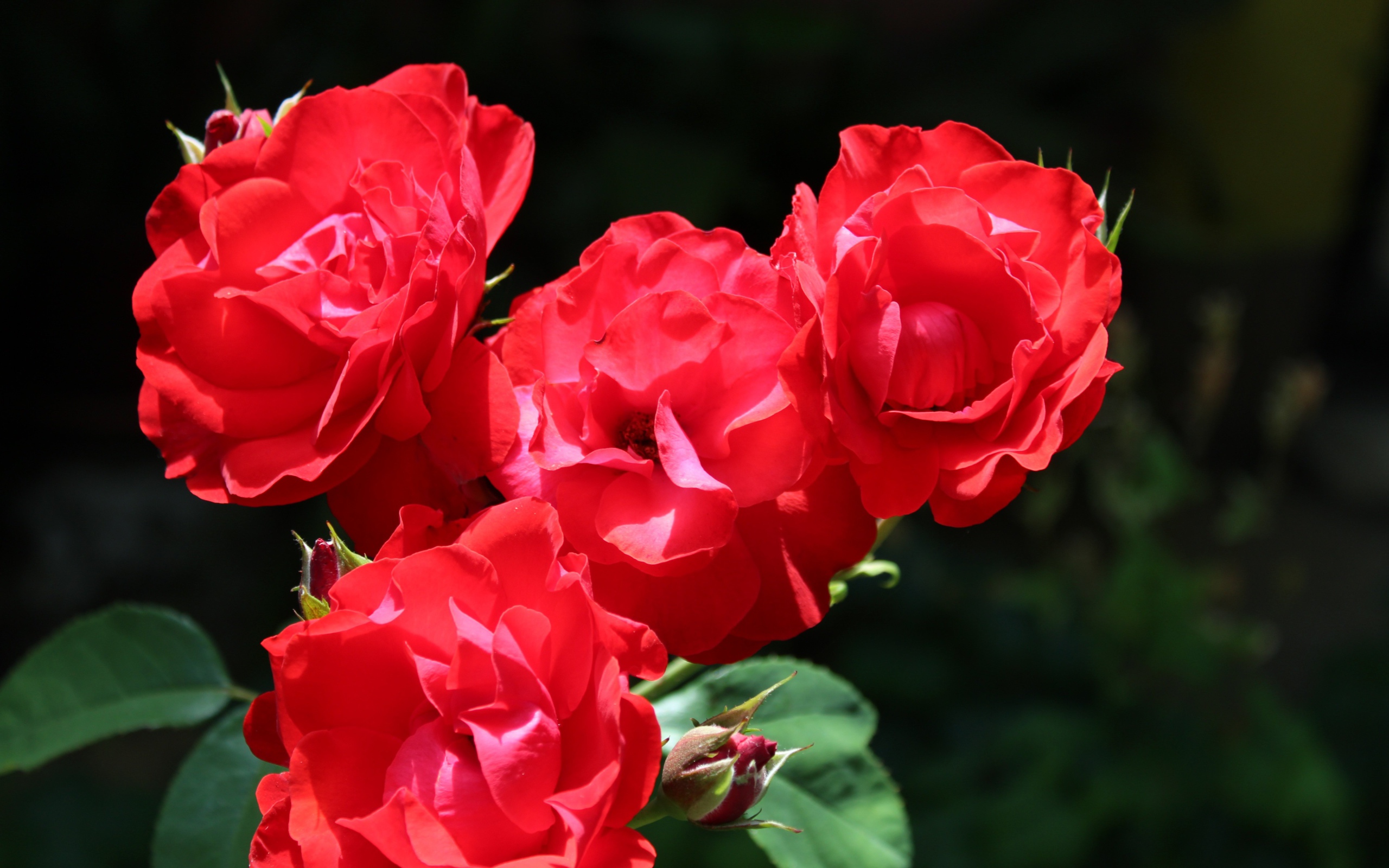 Четыре красные розы с бутонами на клумбе 