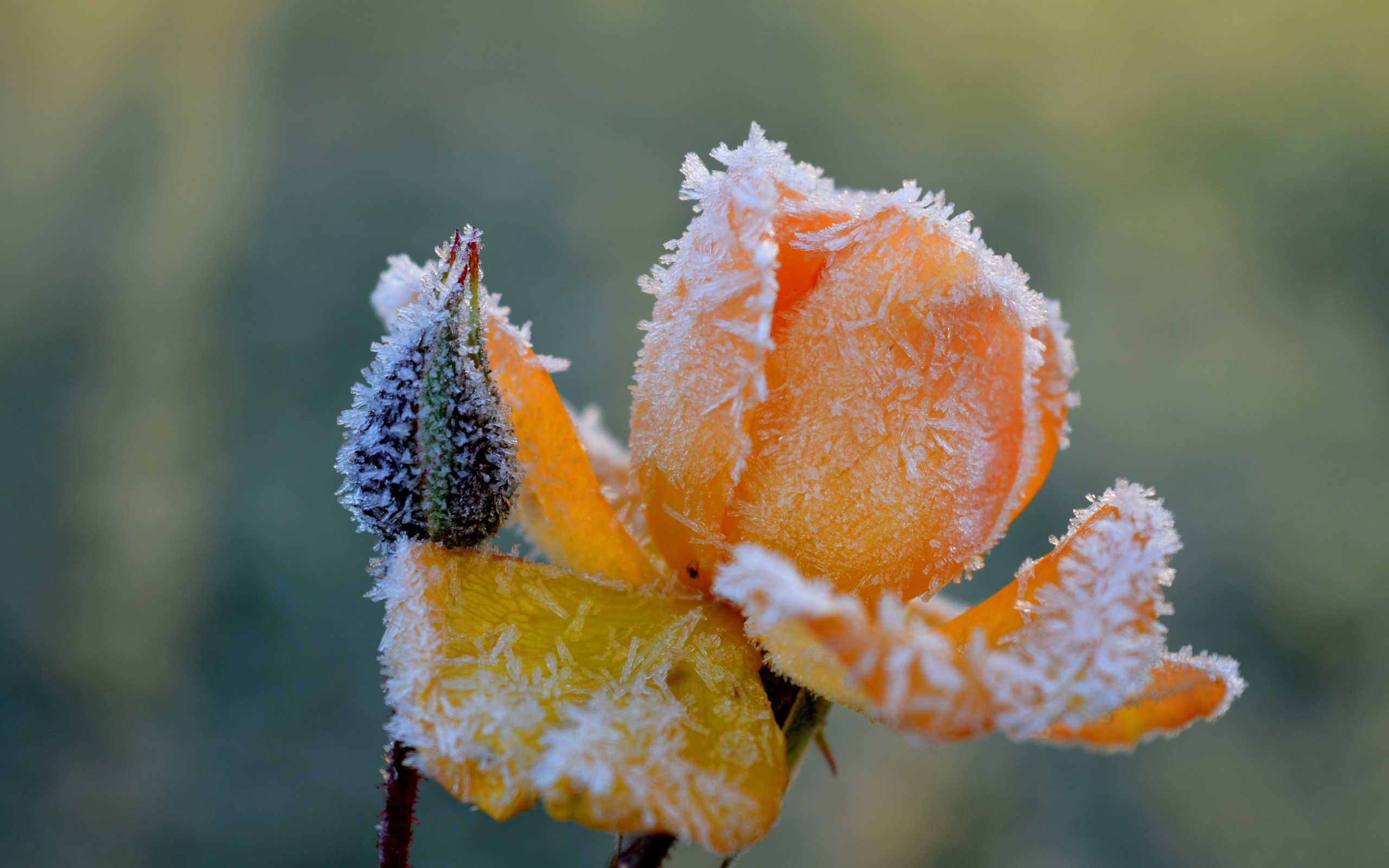 Покрытая инеем желтая роза с бутоном 