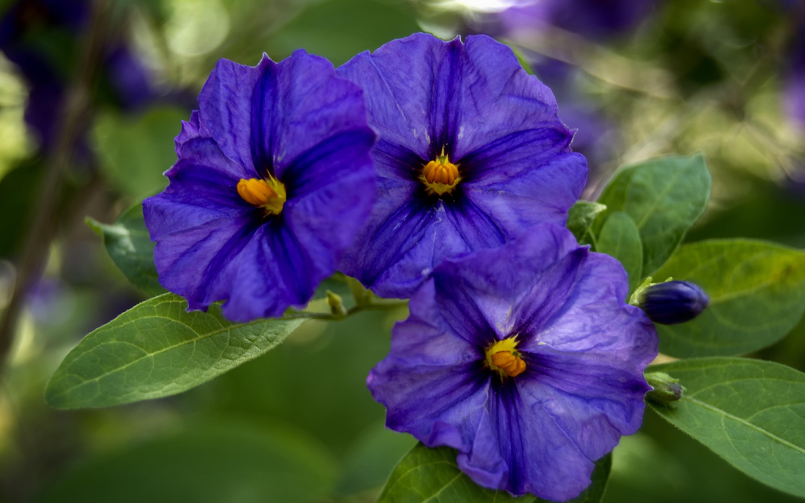 Куст цветов горечавки крупным планом