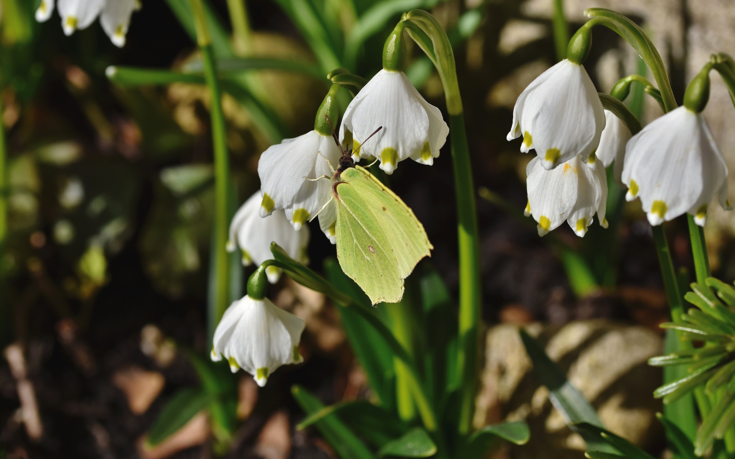 Зеленая бабочка сидит на белых подснежниках 