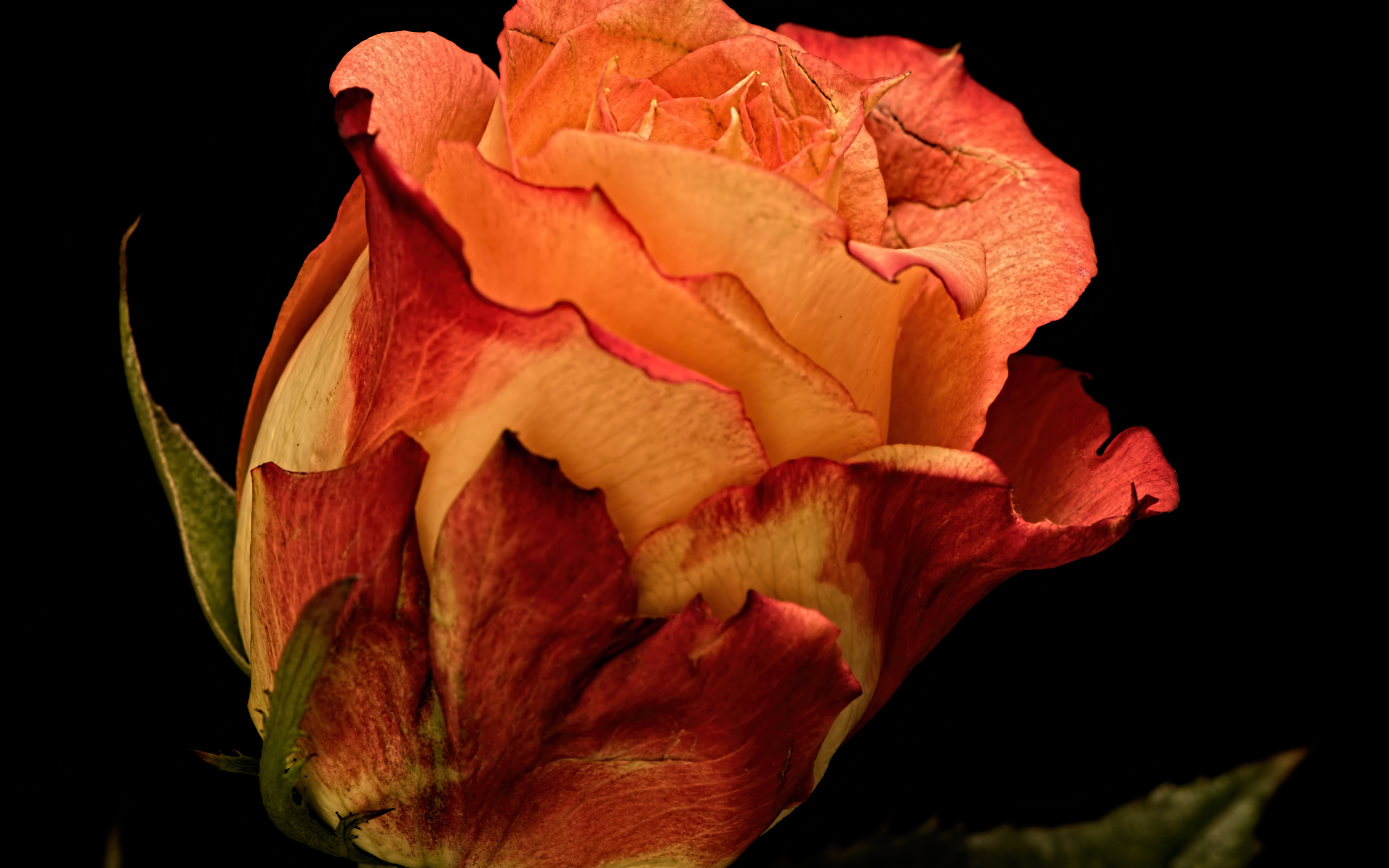 Большая оранжевая роза на черном фоне 