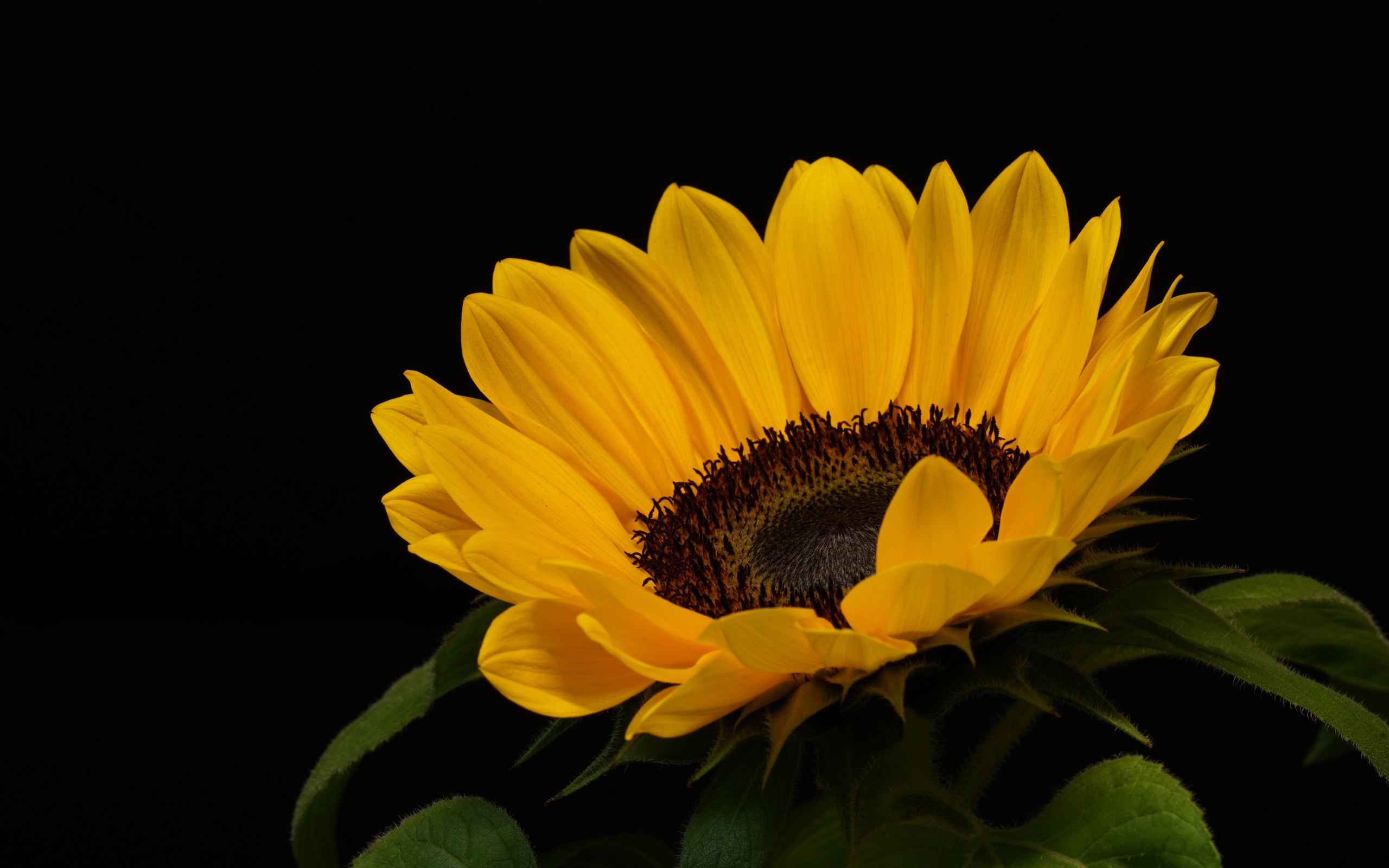 Большой подсолнух с желтыми лепестками на черном фоне