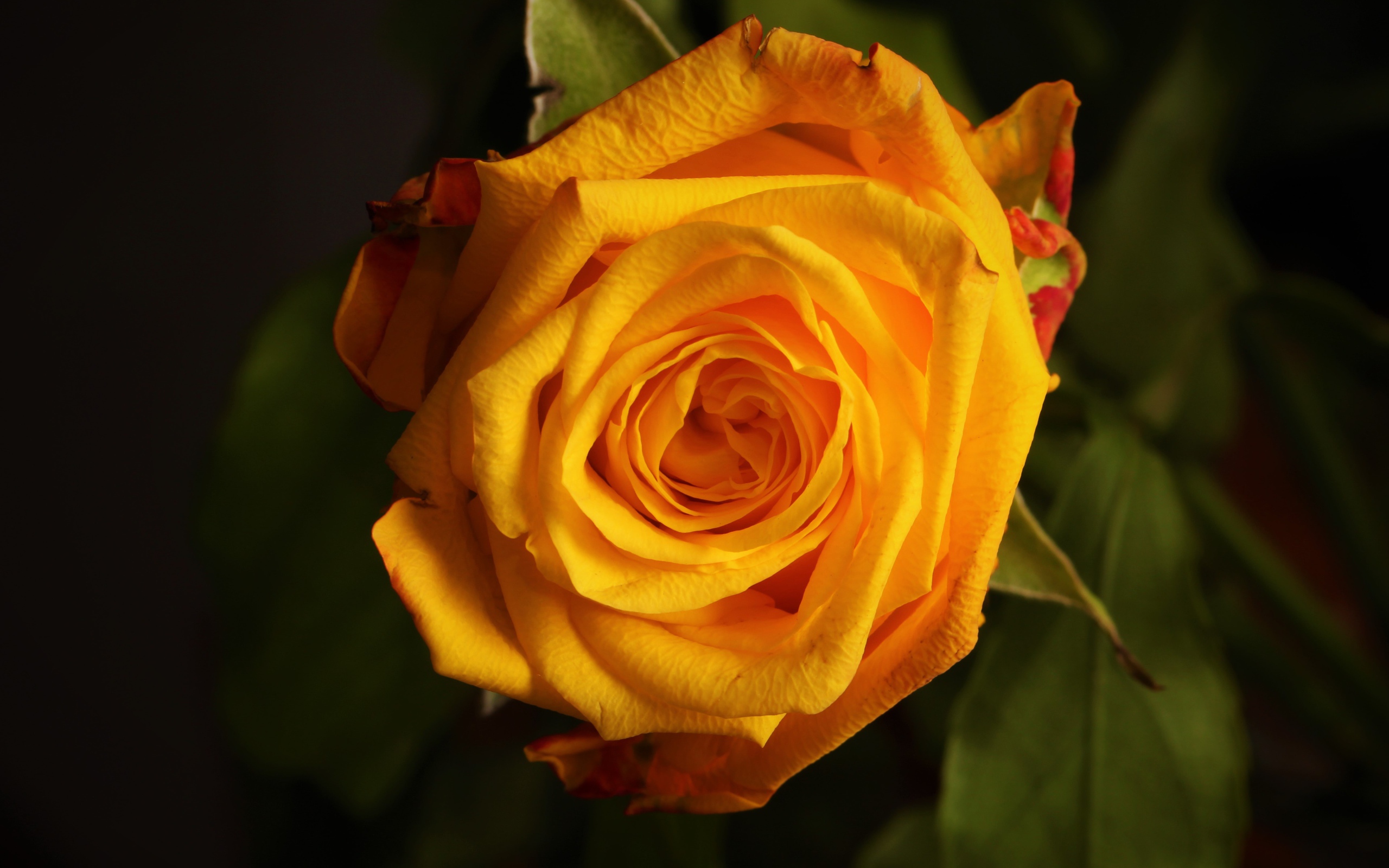 Крупная желтая роза  вблизи 