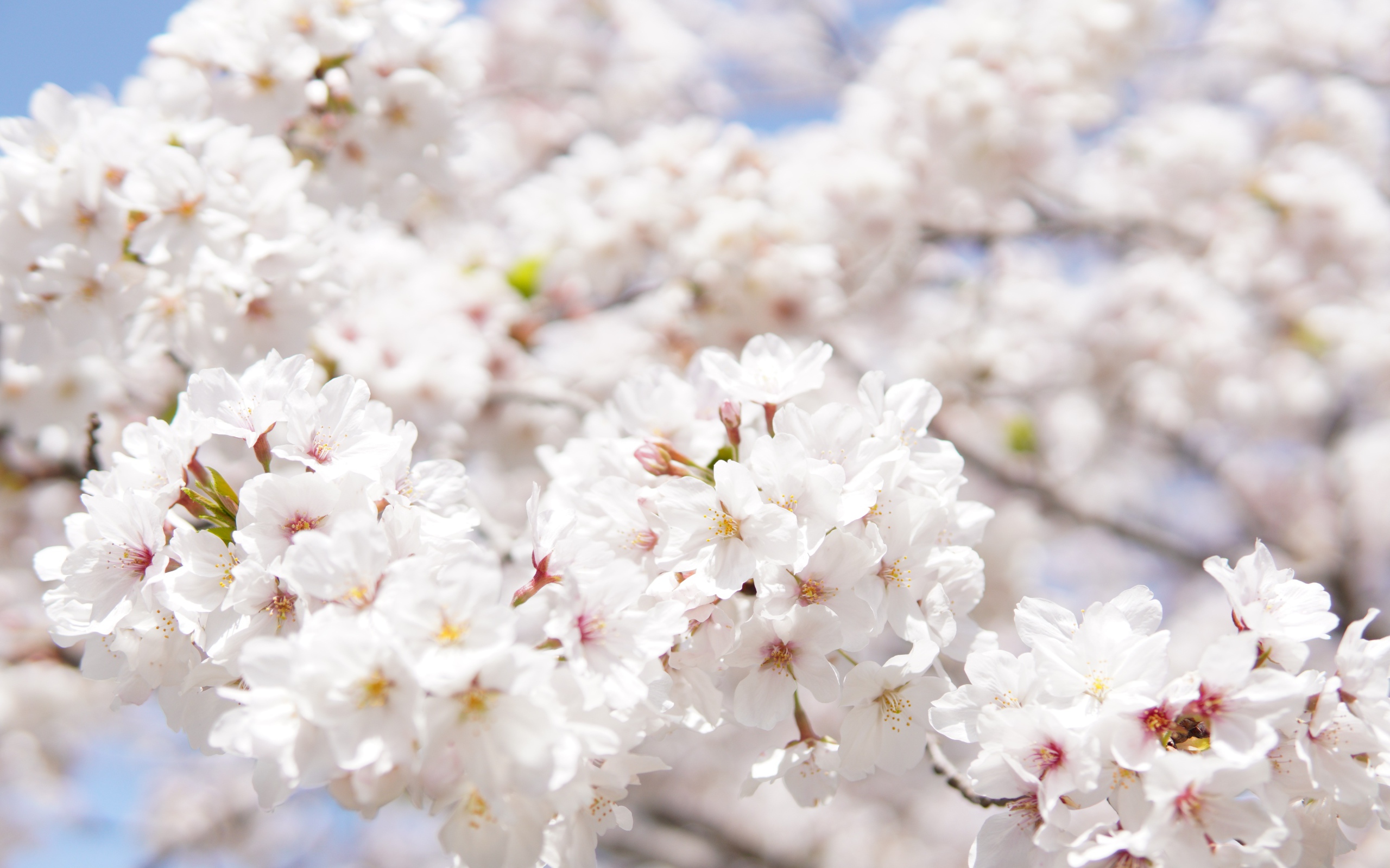 Пышные белые цветы вишни на ветке