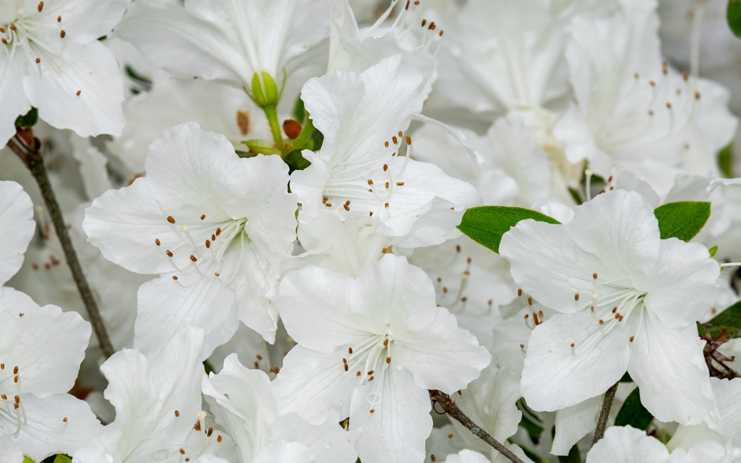 Много белых цветов азалии крупным планом
