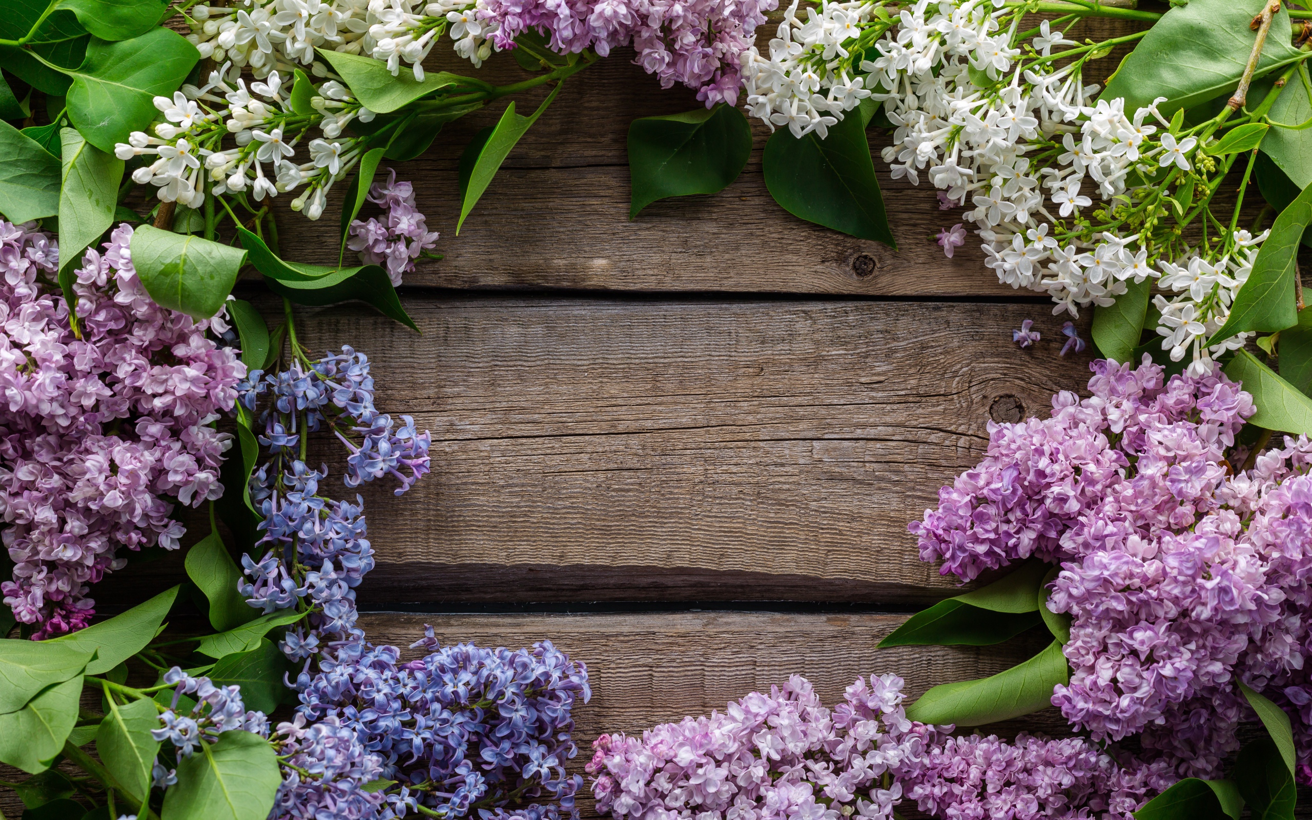Разноцветная сирень на деревянном фоне 