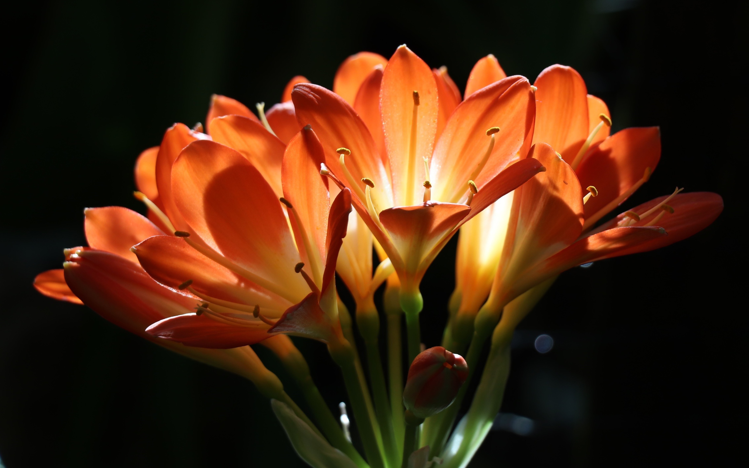 Оранжевые цветы амариллиса на ветке