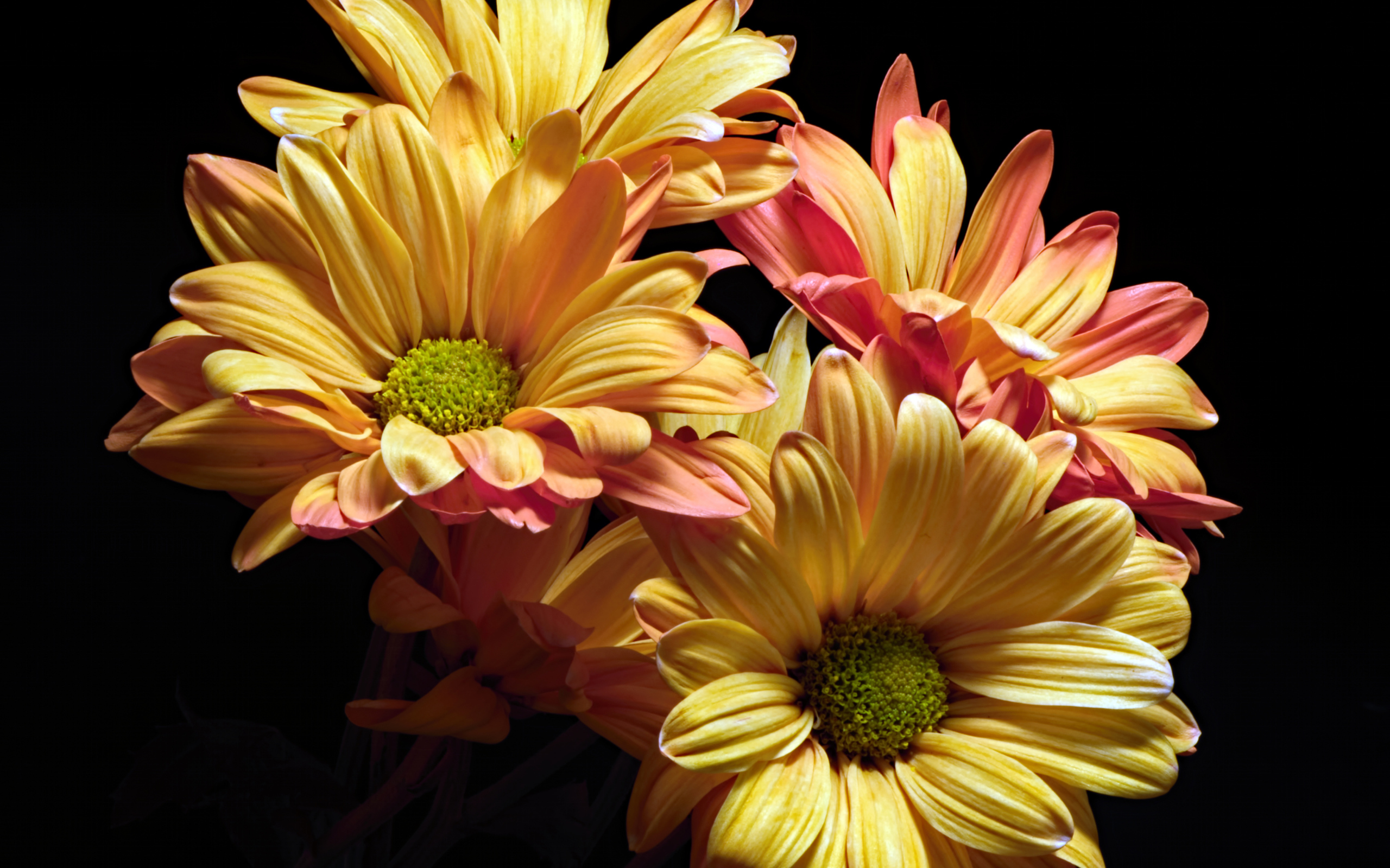 Оранжевые цветы хризантемы на черном фоне