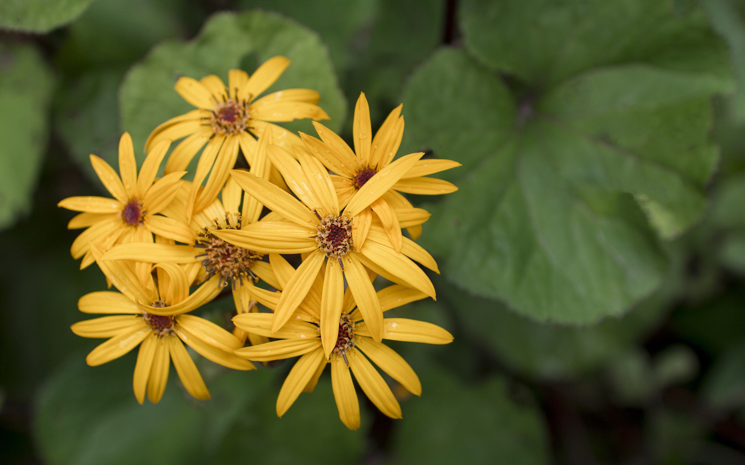 Оранжевые цветы бузульник крупным планом 