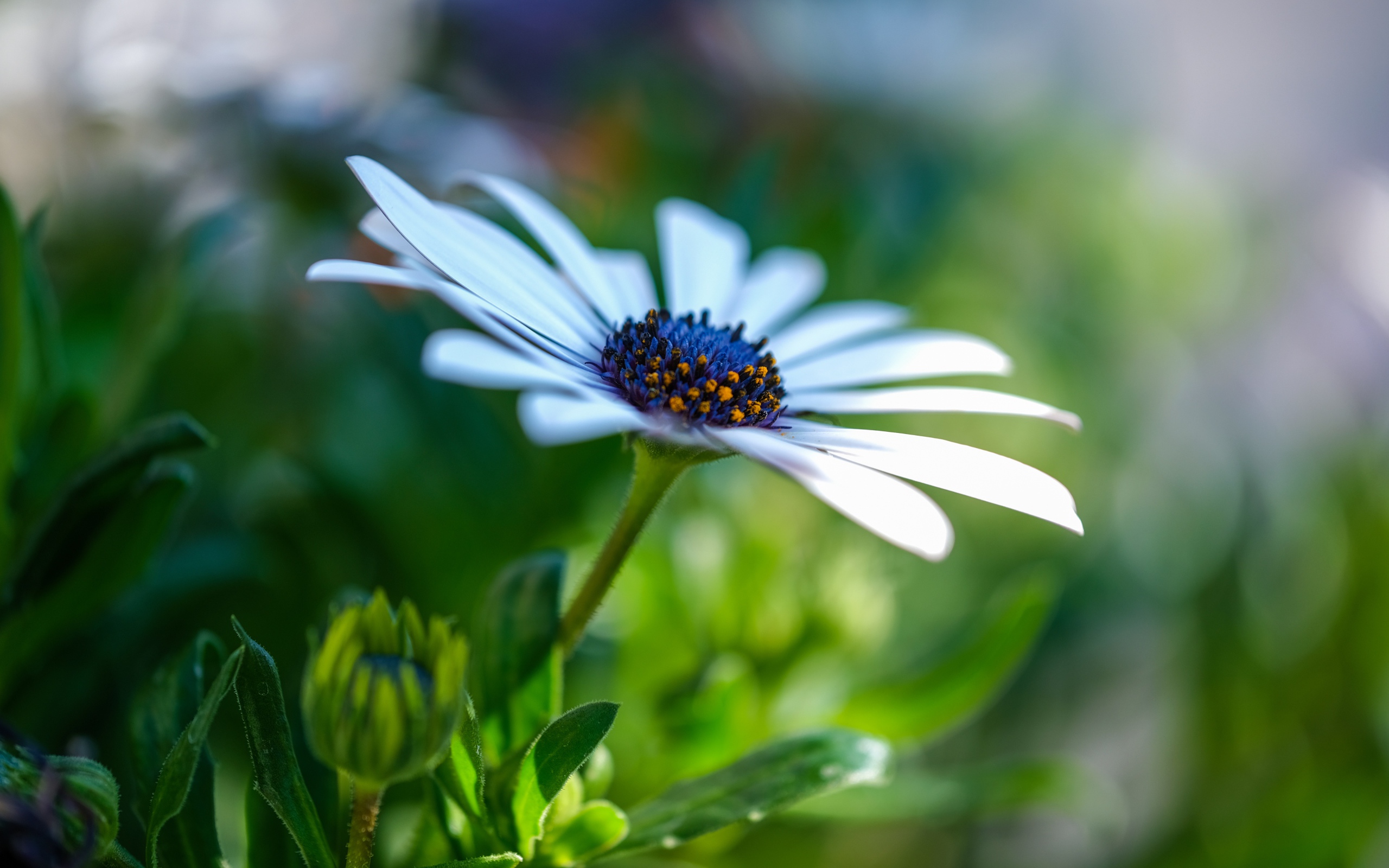 Цветок остеоспермум с бутонами крупным планом