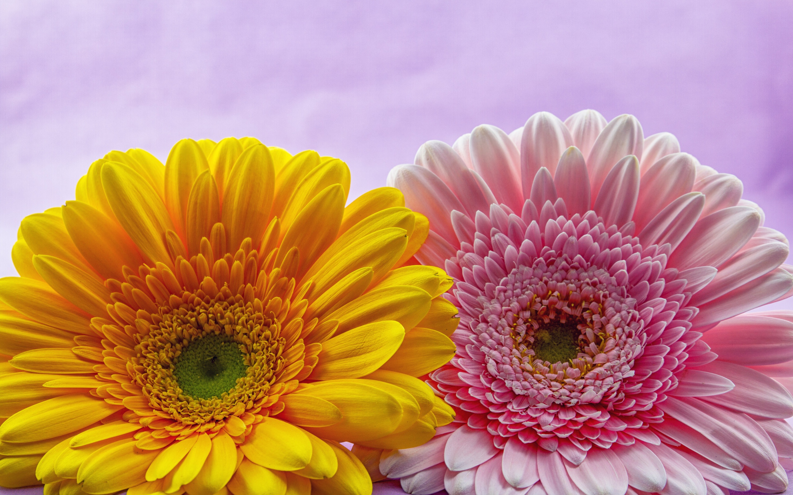 Розовый и желтый цветок герберы крупным планом