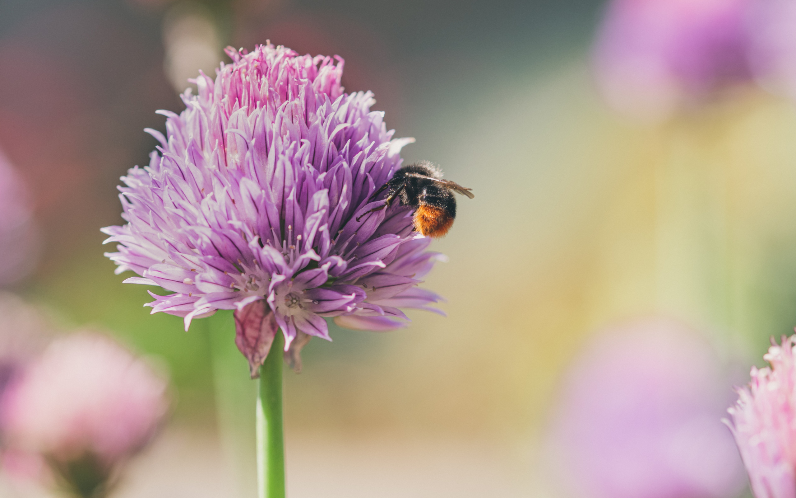 Розовый цветок клевера крупным планом летом