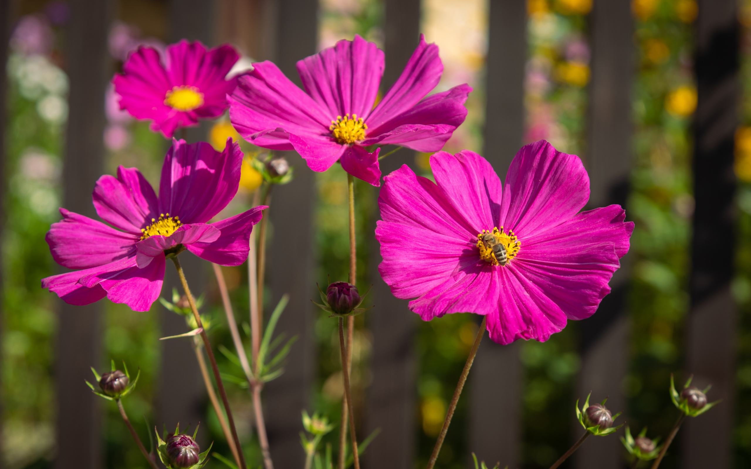 Розовые цветы космеи с бутонами на клумбе