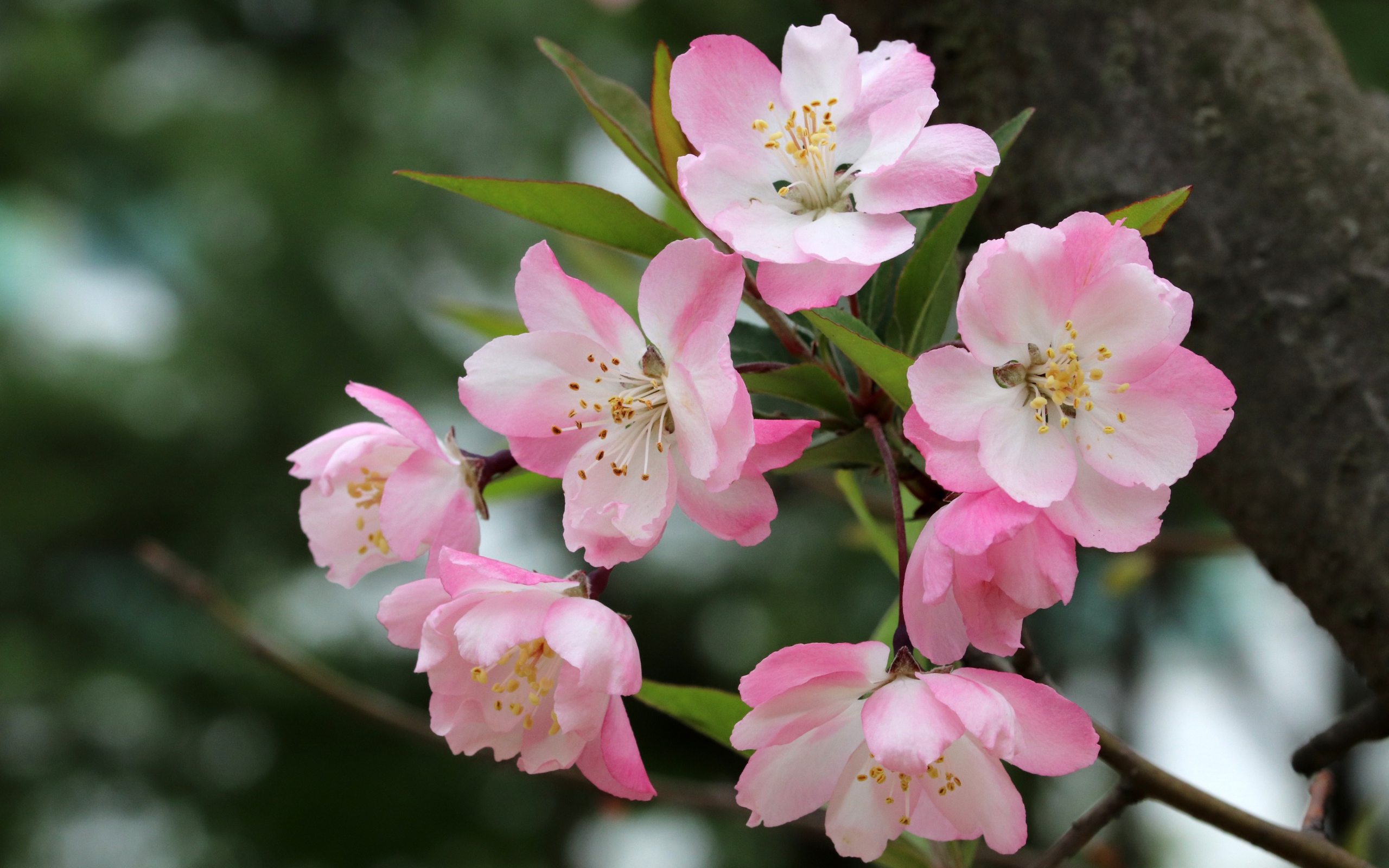 Розовые цветы на ветке с зелеными листьями