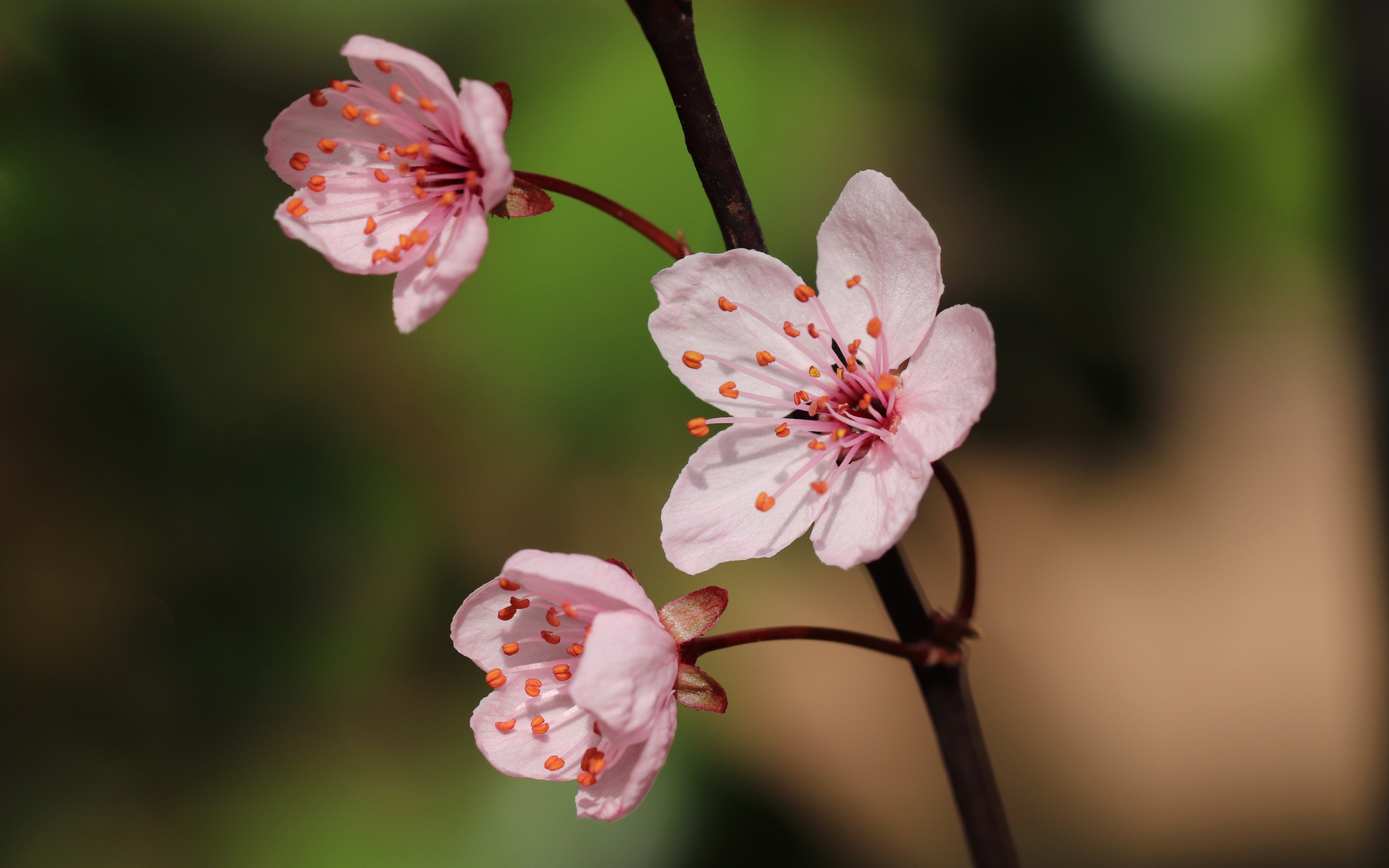 Розовые цветы на тонкой ветке 