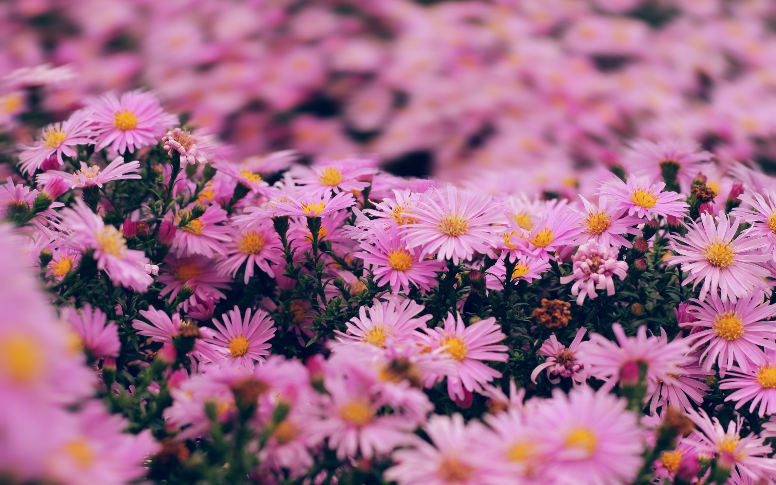 Розовые цветы сентябринка крупным планом 