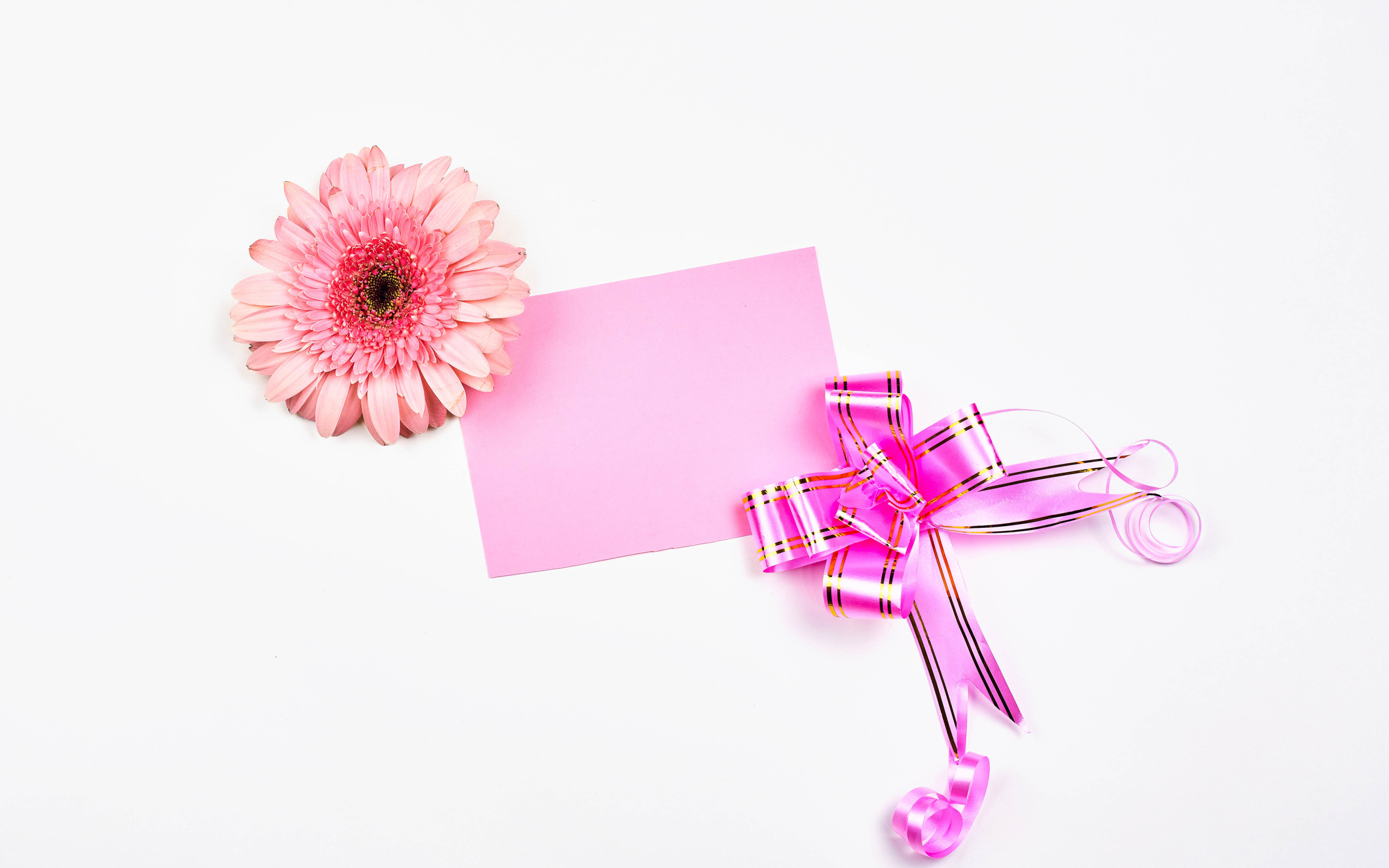 Розовый цветок герберы с бантом и листом бумаги на белом фоне